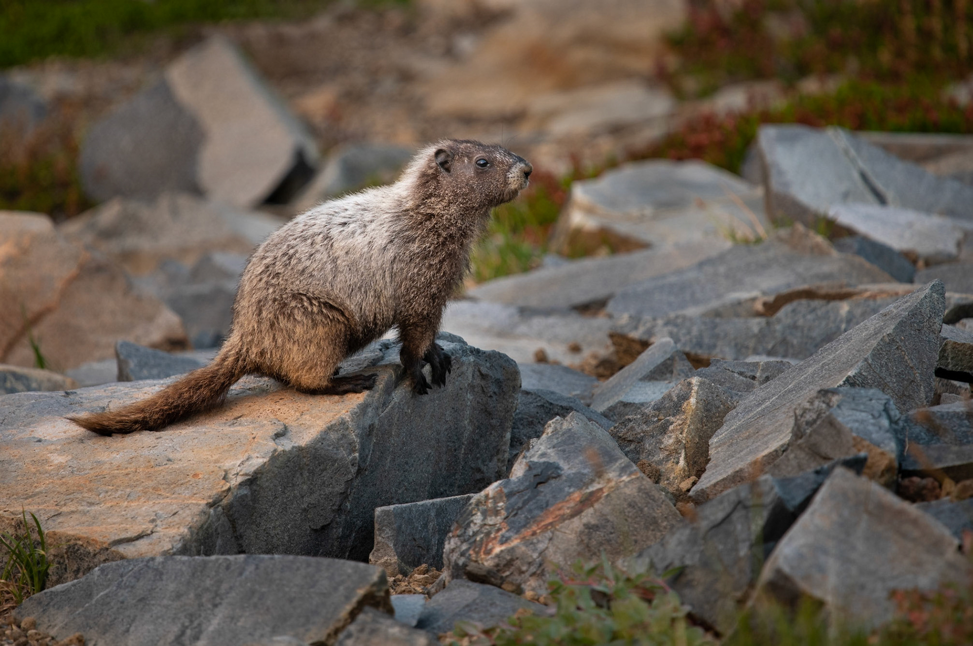 Hoary Marmot