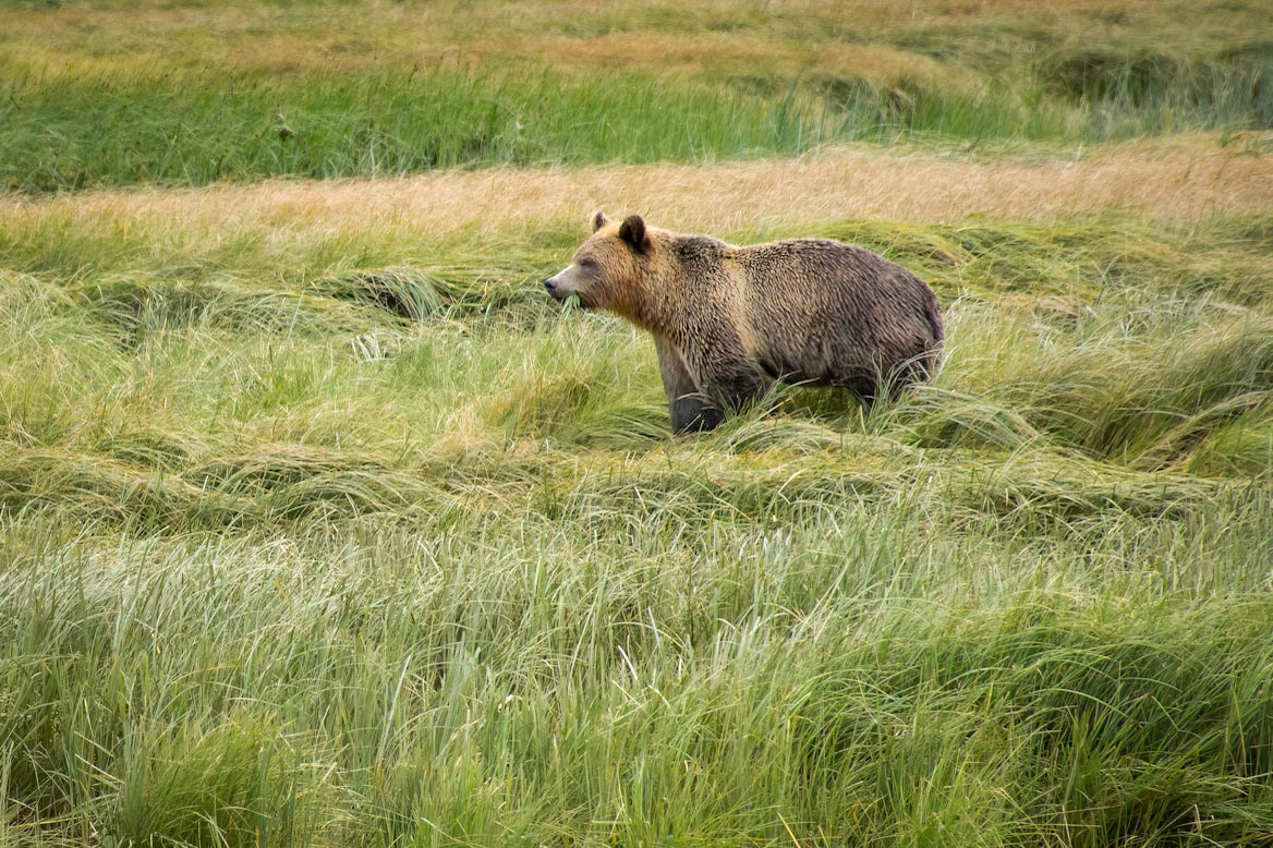 Coastal Brown Bear