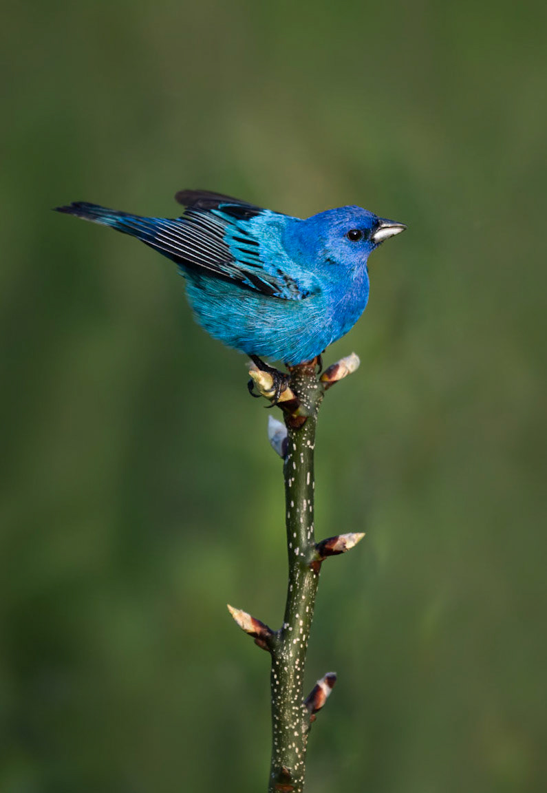 Indigo Bunting