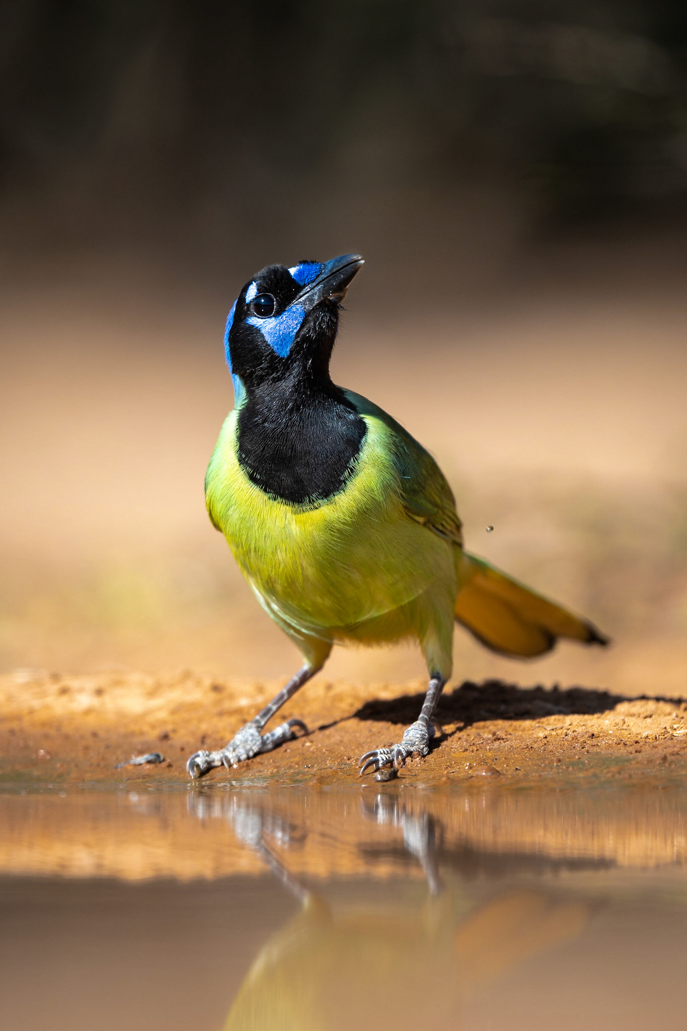 Green Jay