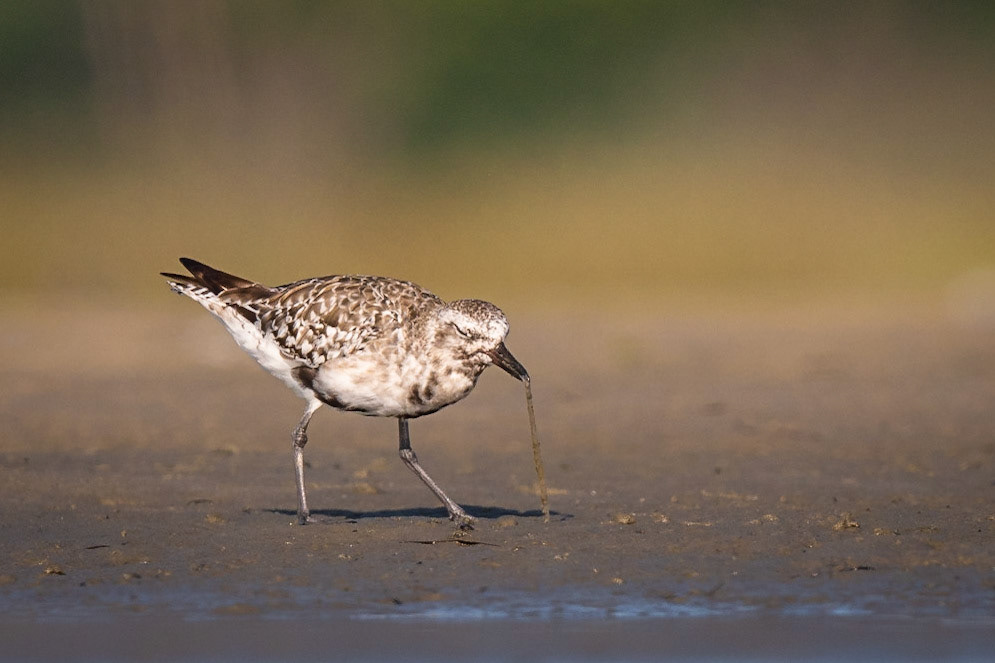 Black-bellied Plover