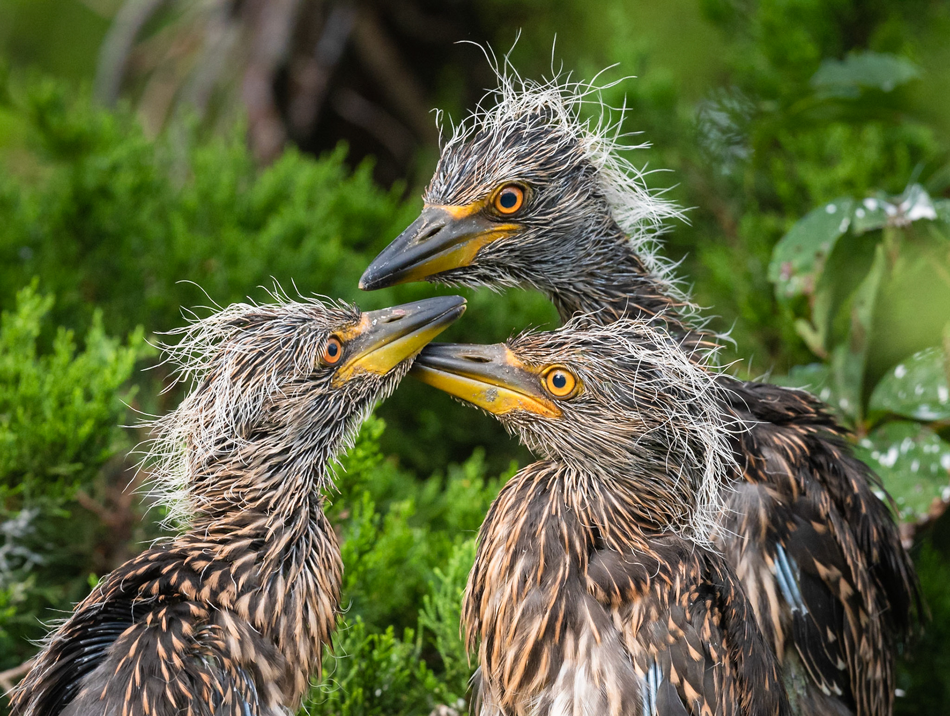 Black-Crowned Night Heron Chicks