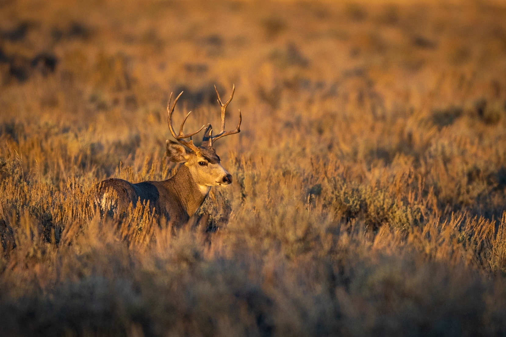 Mule Deer