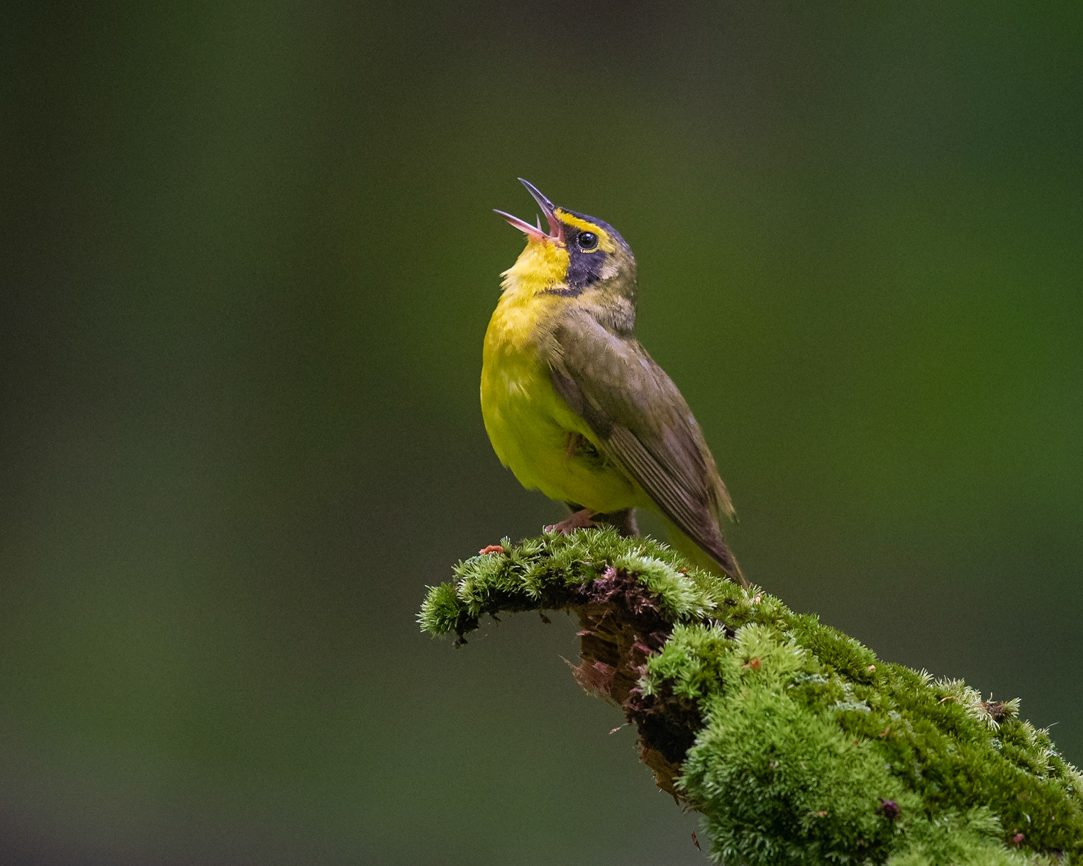 Kentucky. Warbler