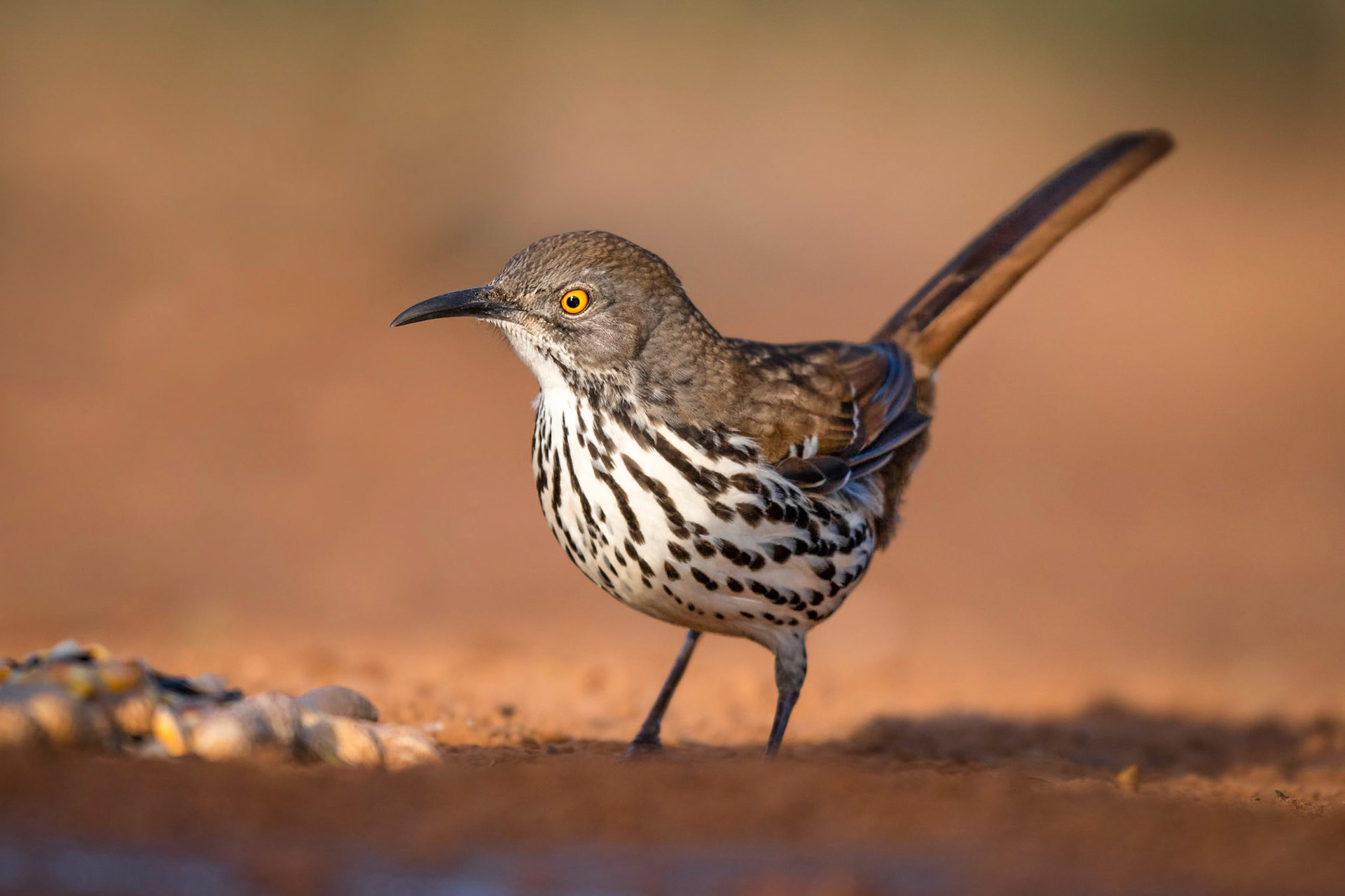Long-billed Thrasher