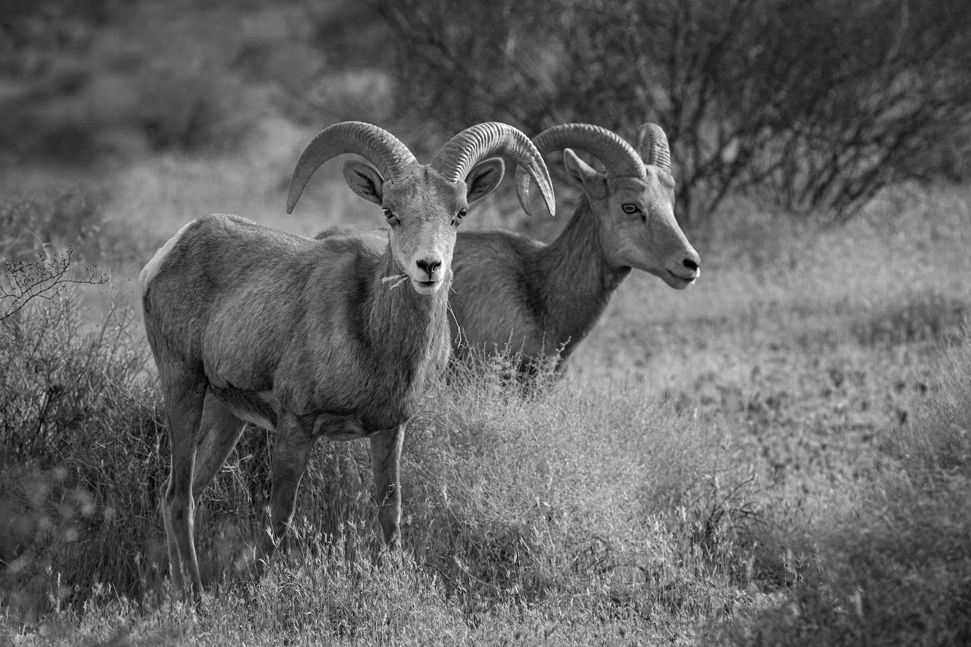 Desert Bighorn