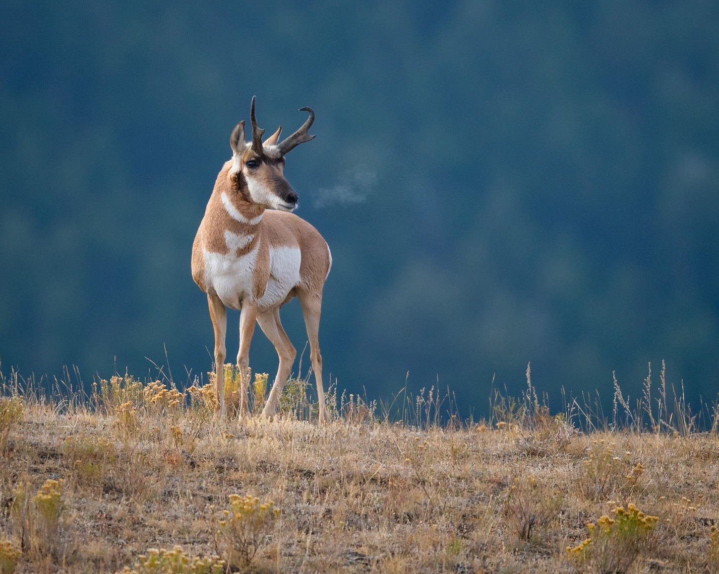 Pronghorn Antelope