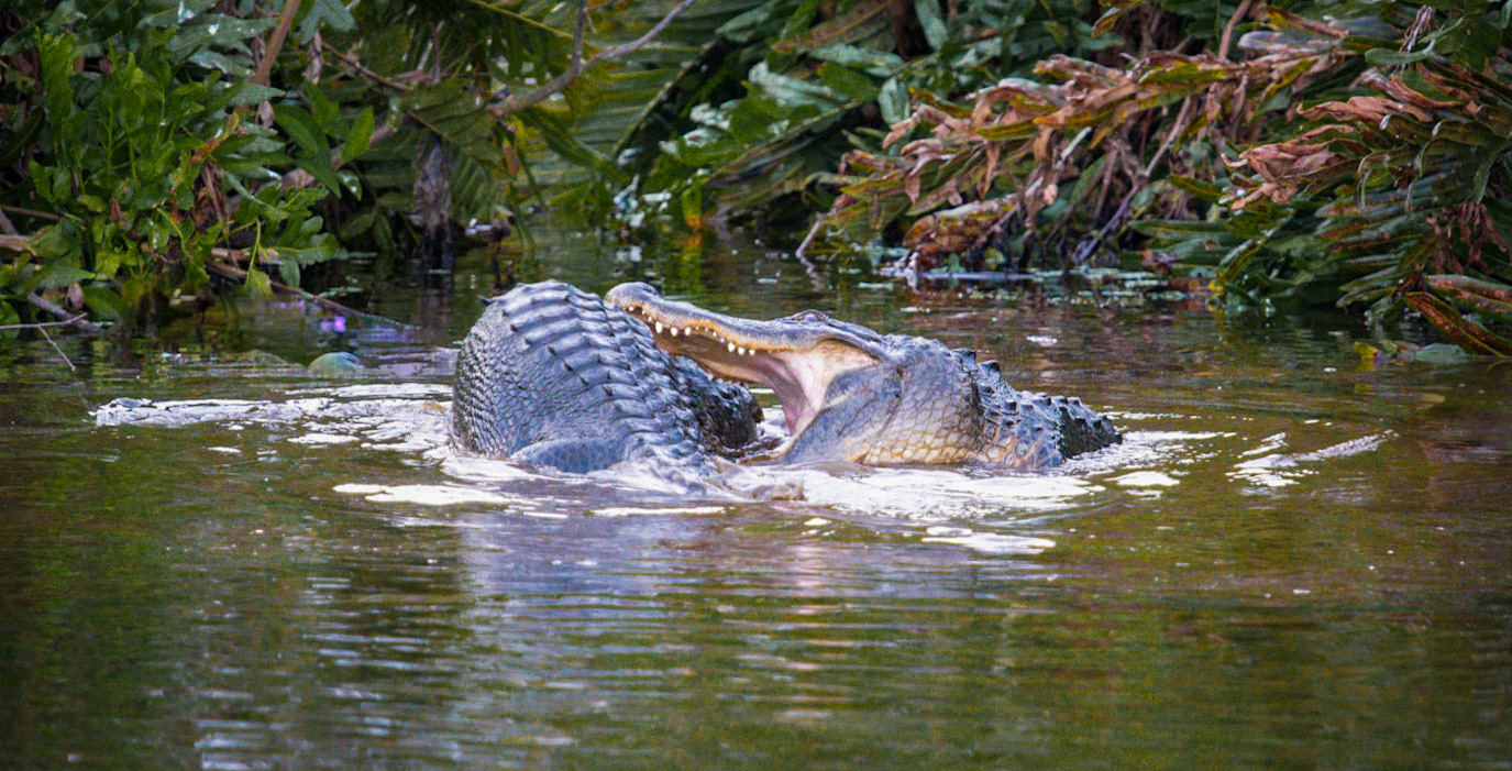Alligator fight
