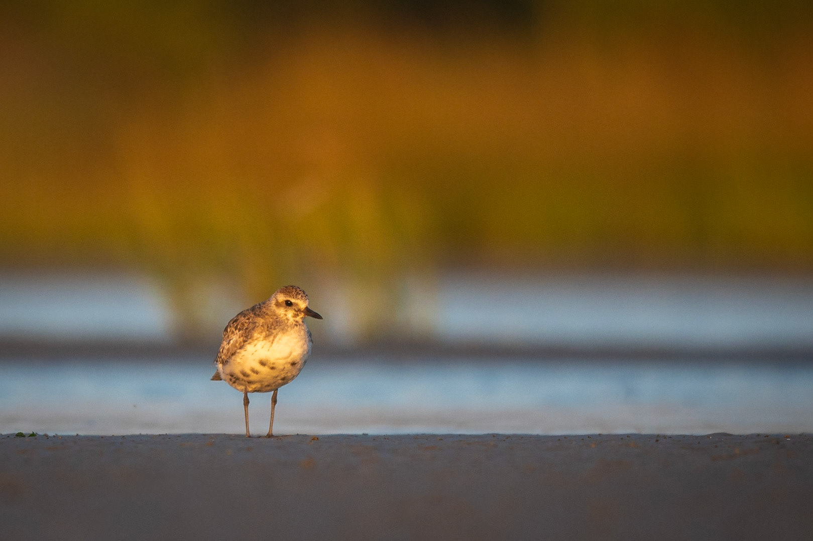 Black-bellied Plover