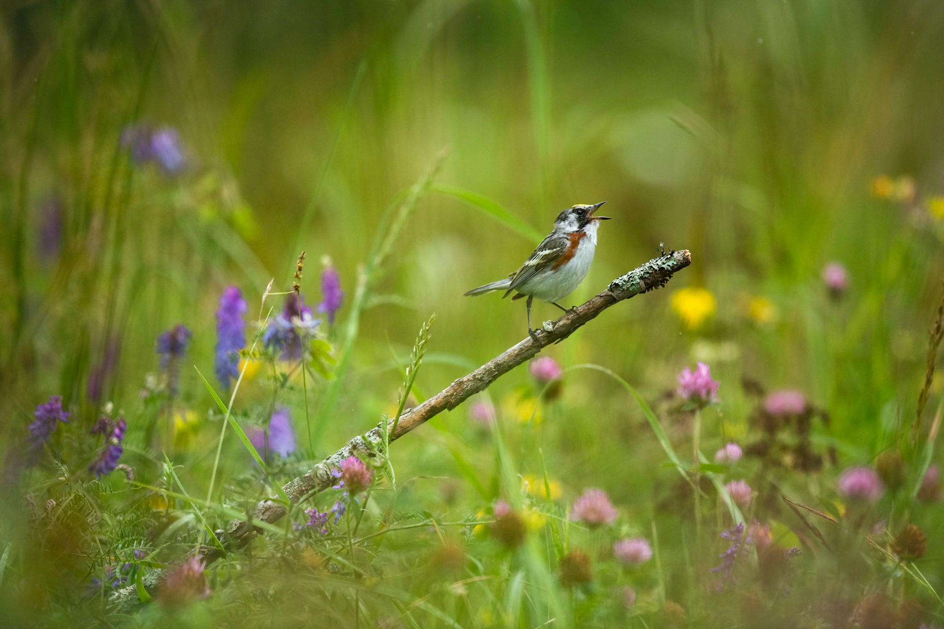 Chestnut-sided Warbler
