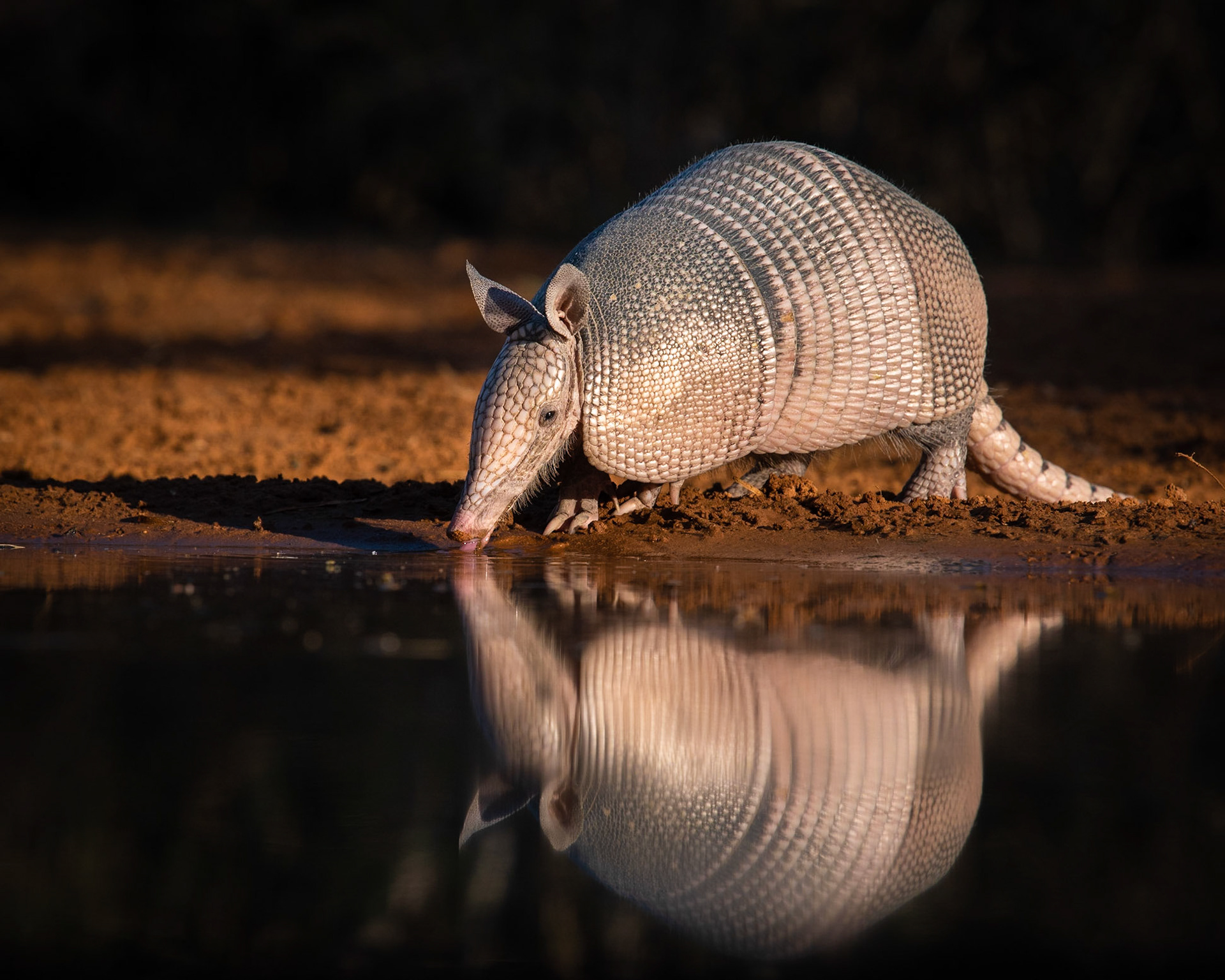 Armadillo