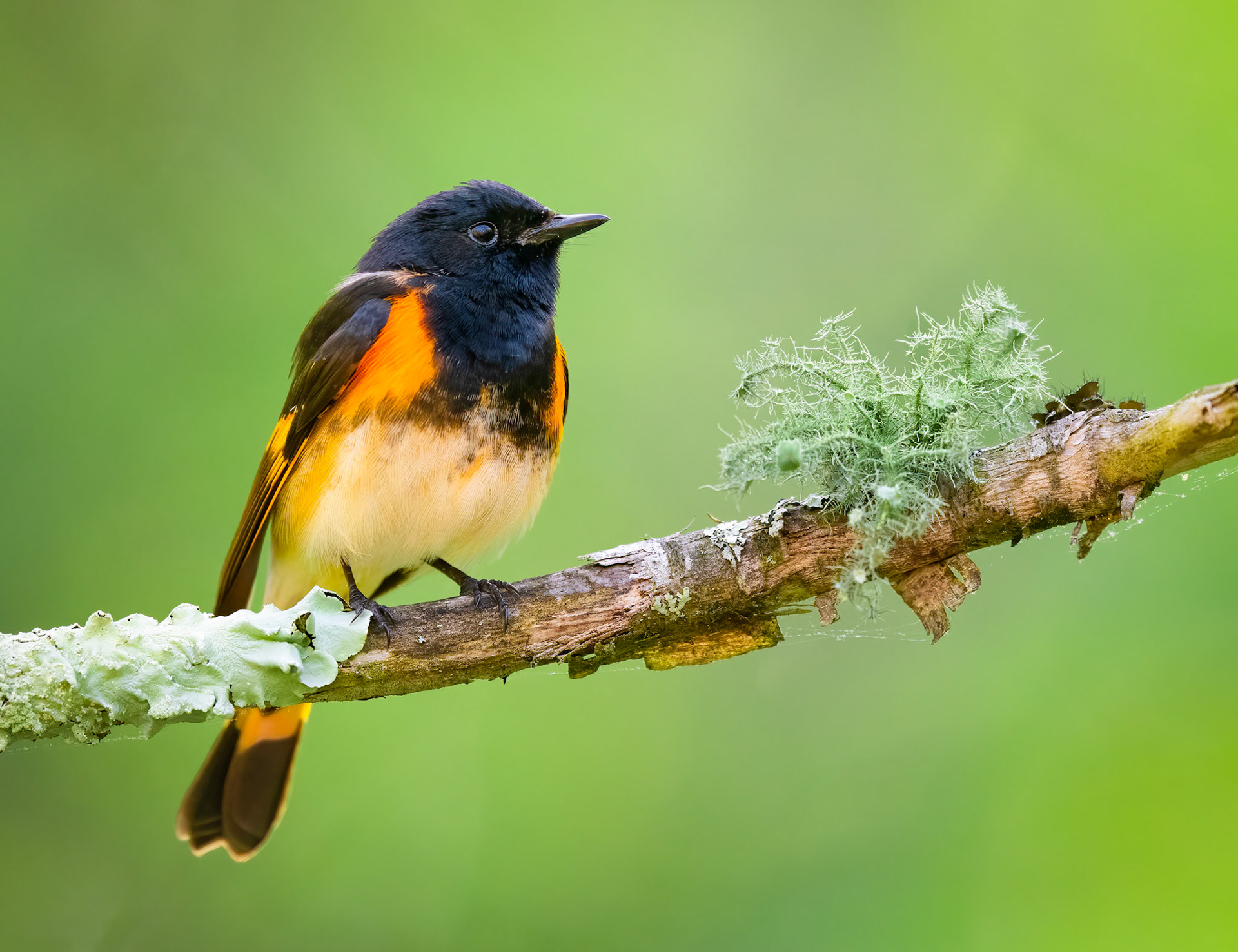 American Redstart