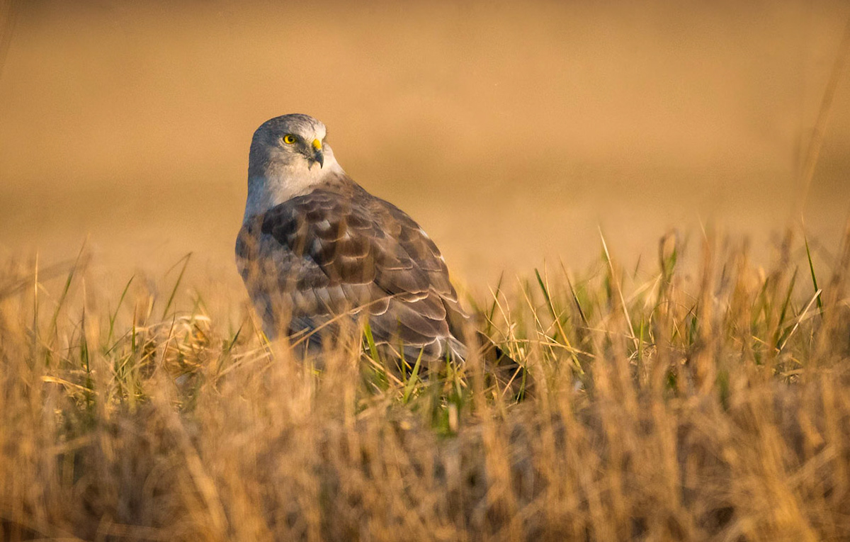 Northern Harrier - male