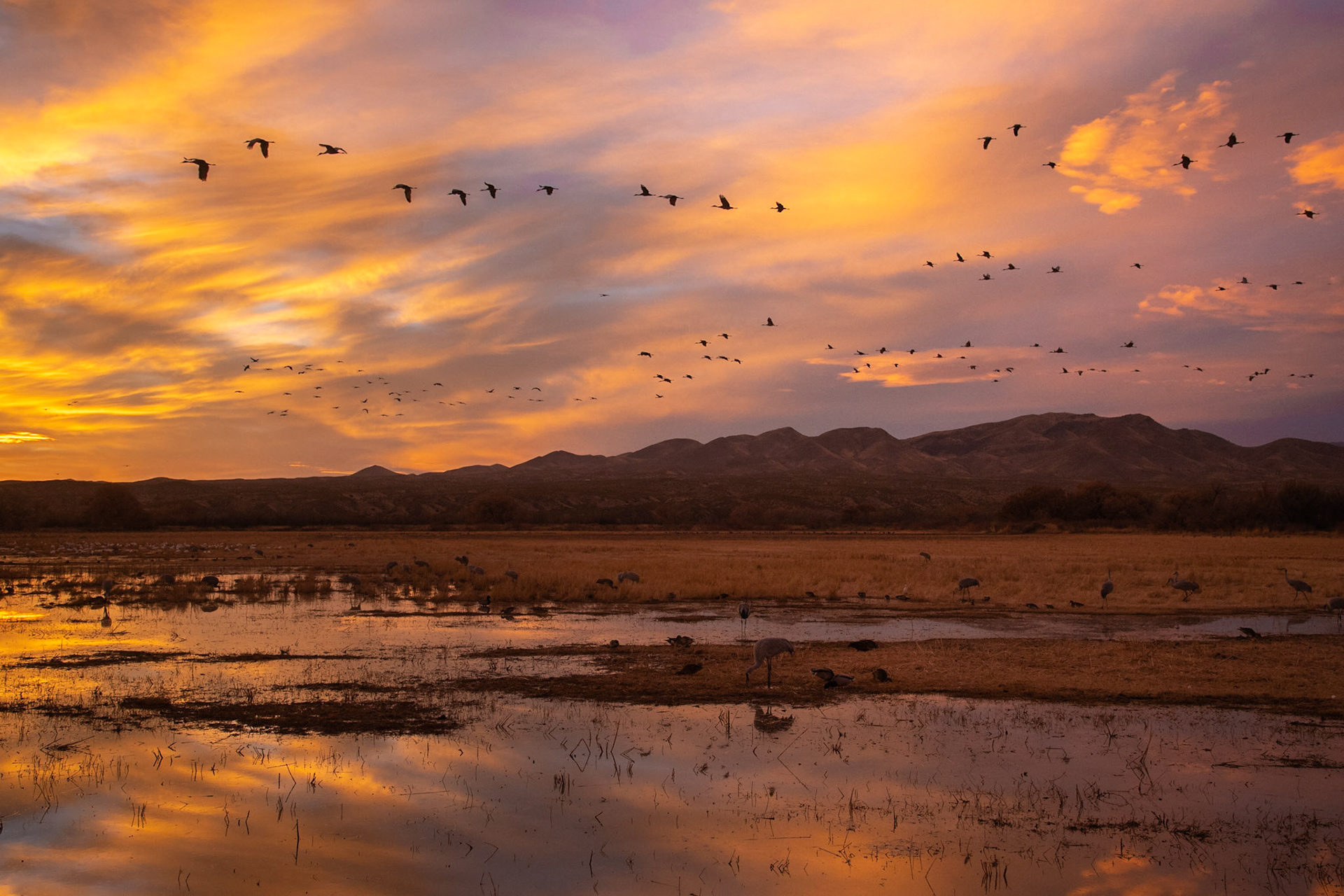 Sandhill Cranes