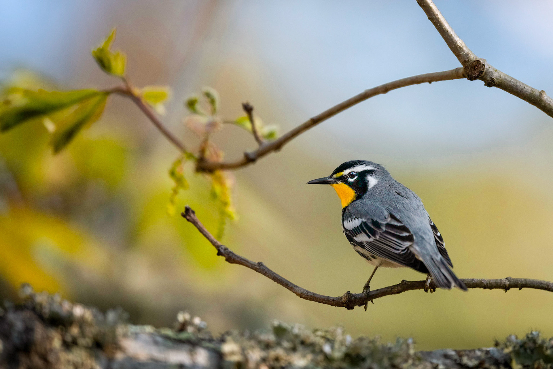Yellow-throated Warbler