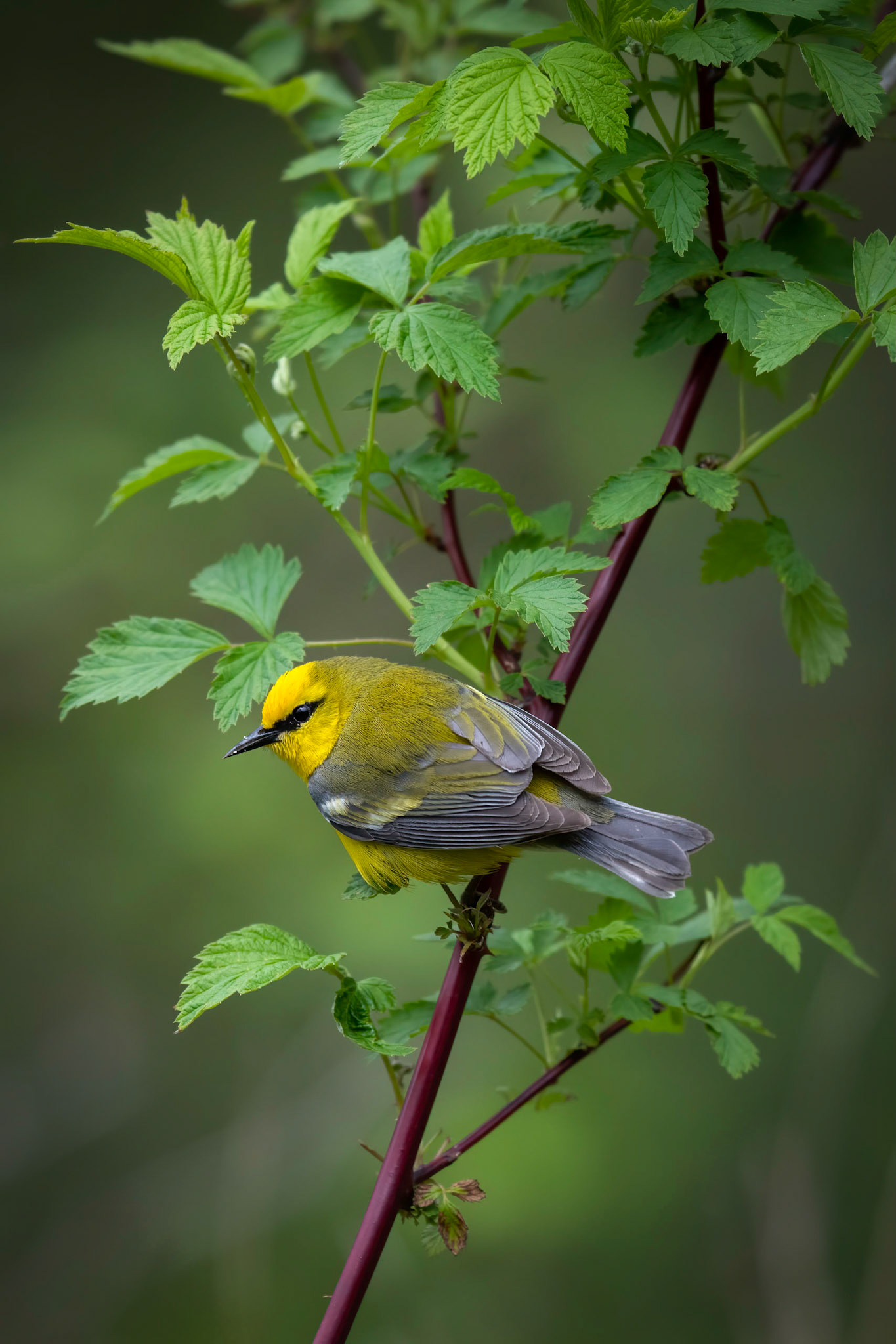 Blue-winged Warbler
