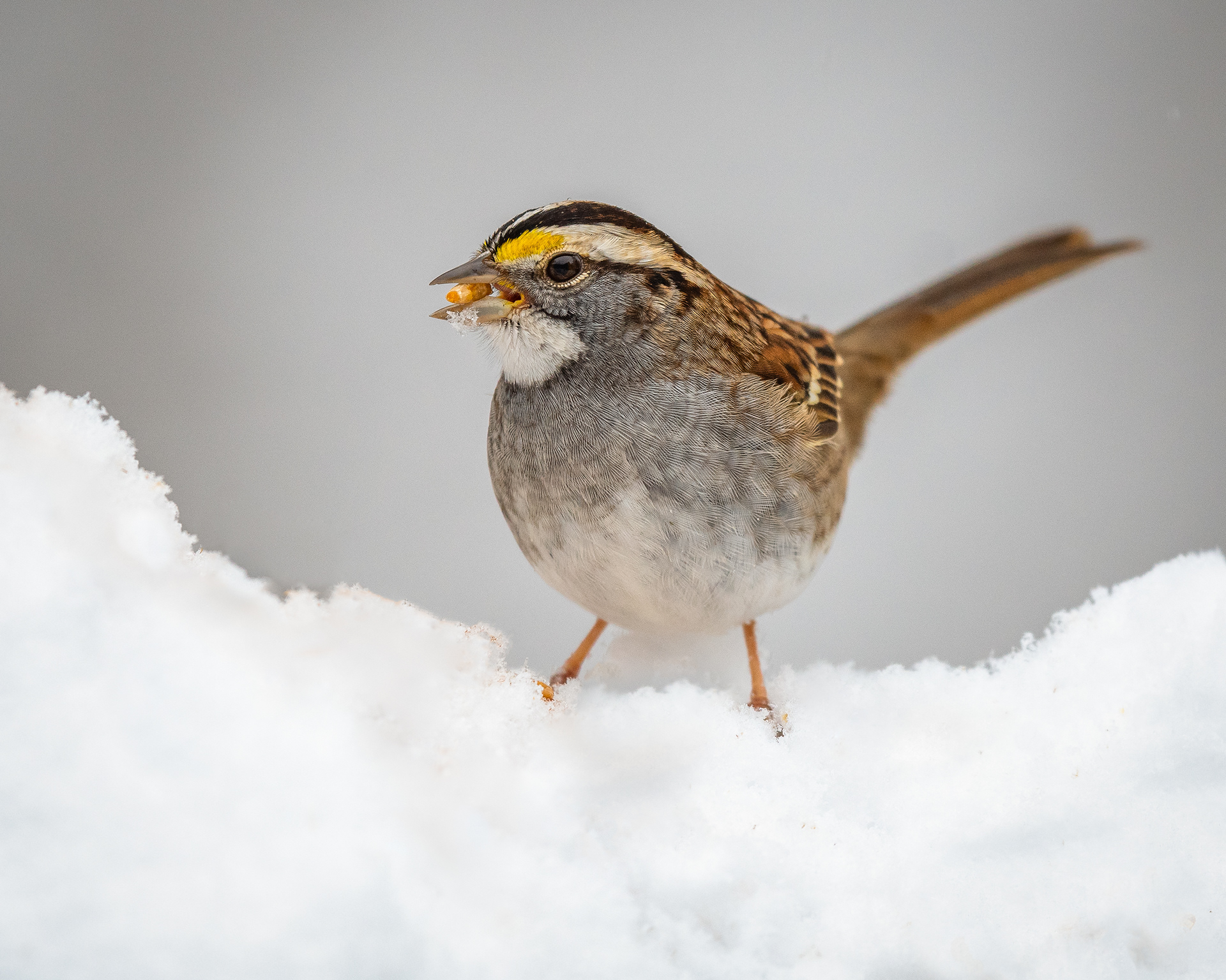 White Throated Sparrow