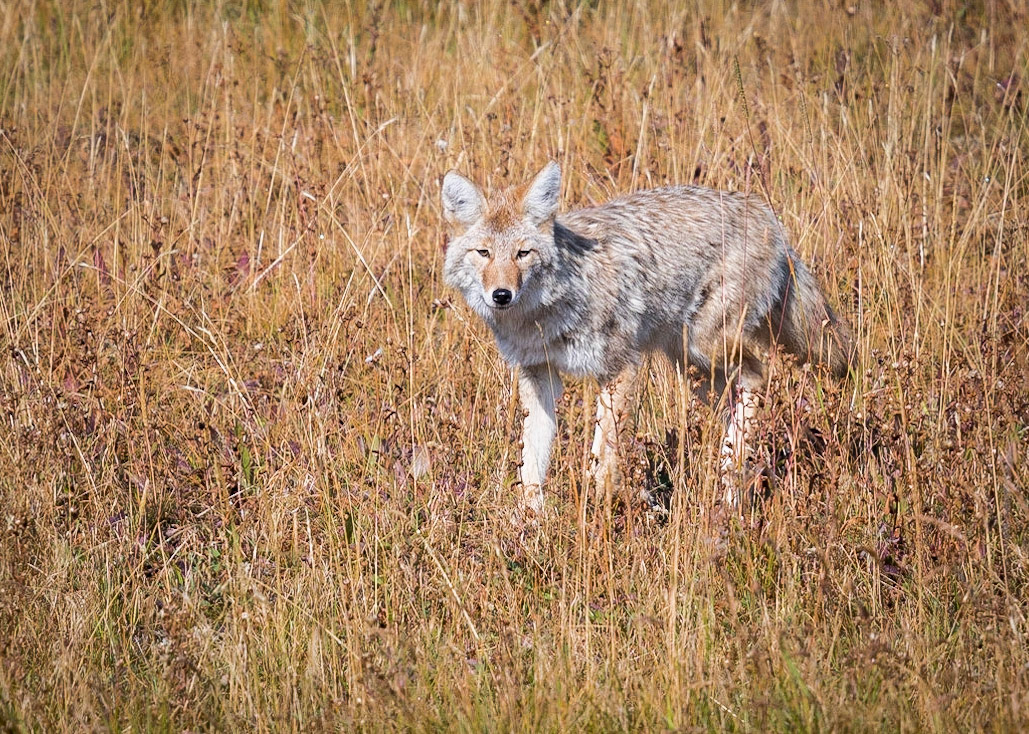 Coyote