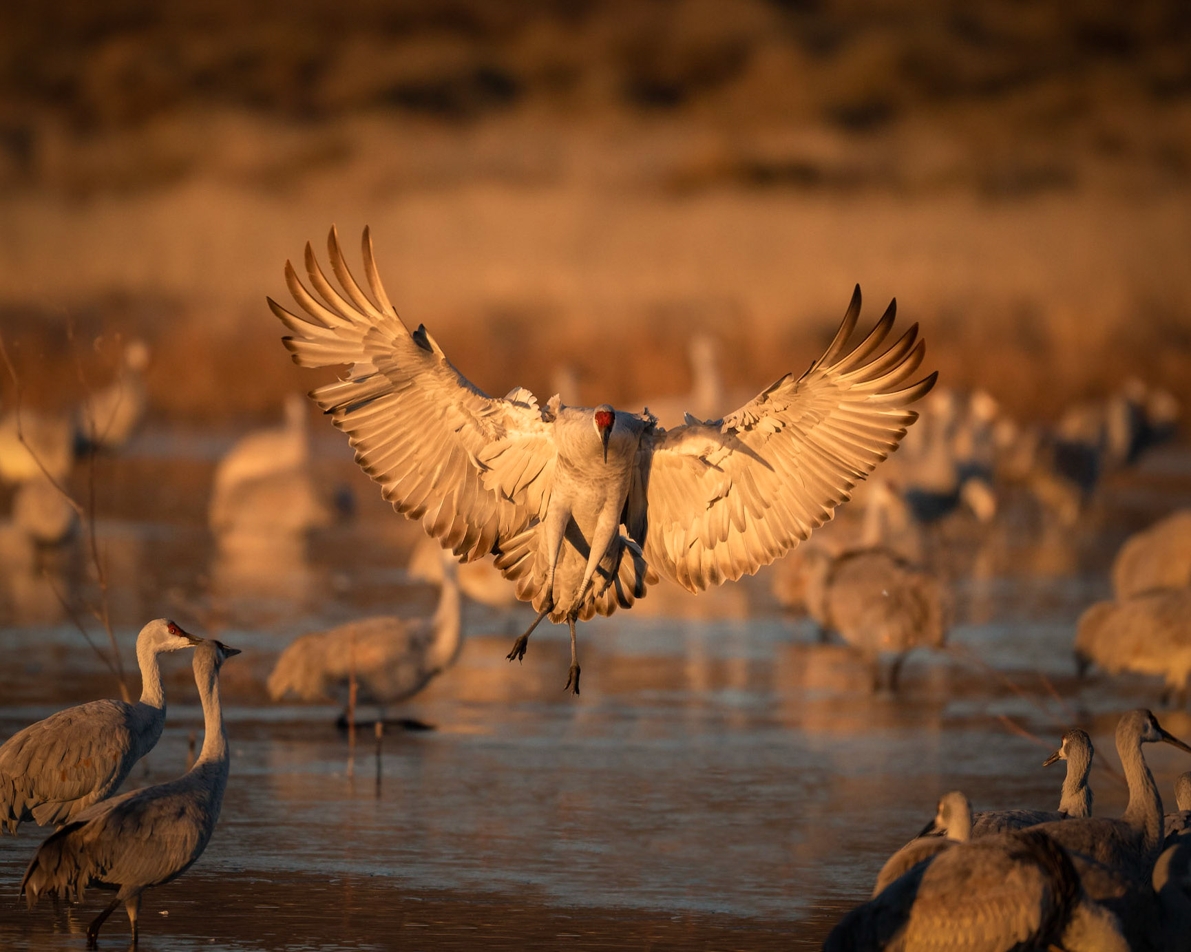 Sandhill Crane