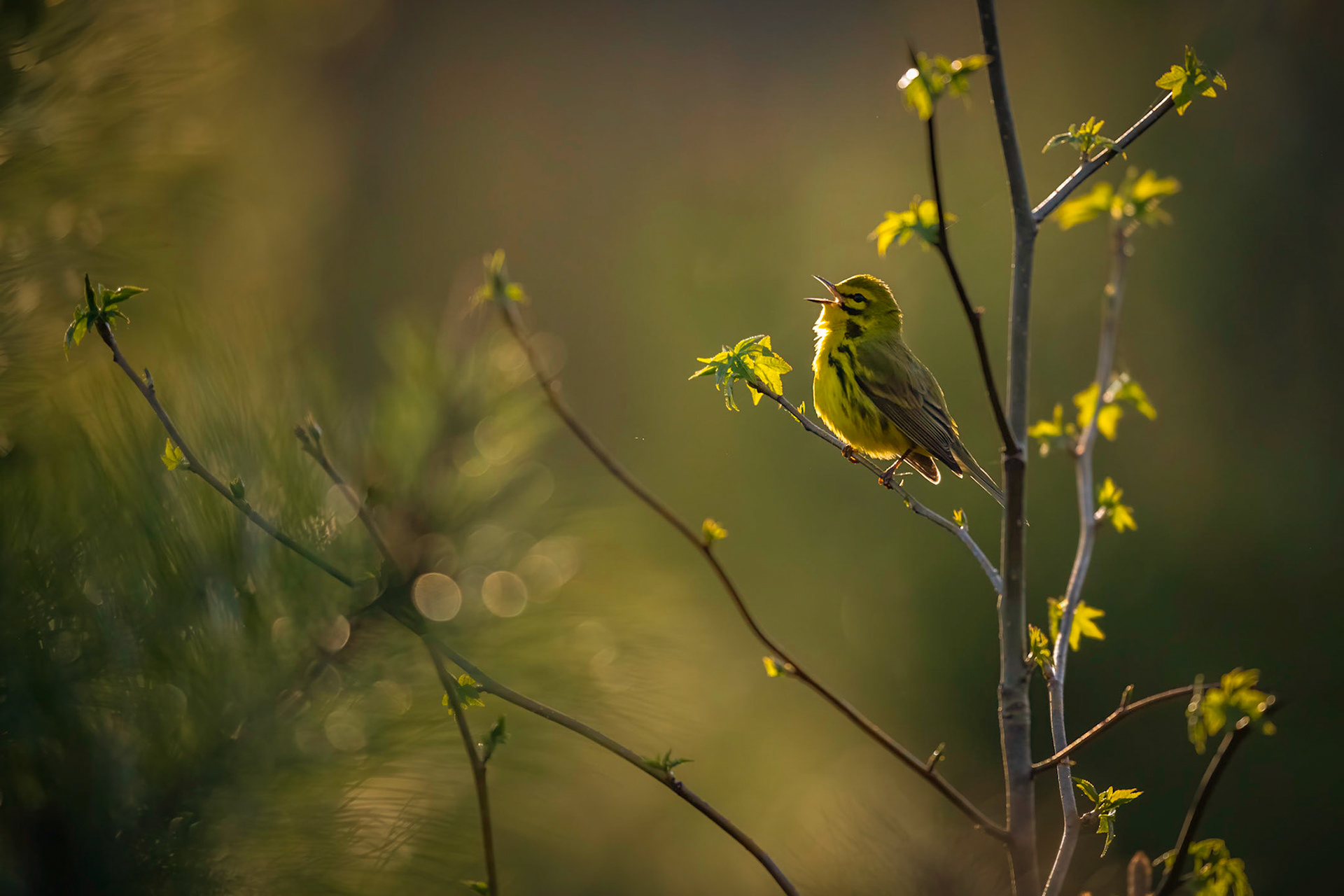 Prairie Warbler