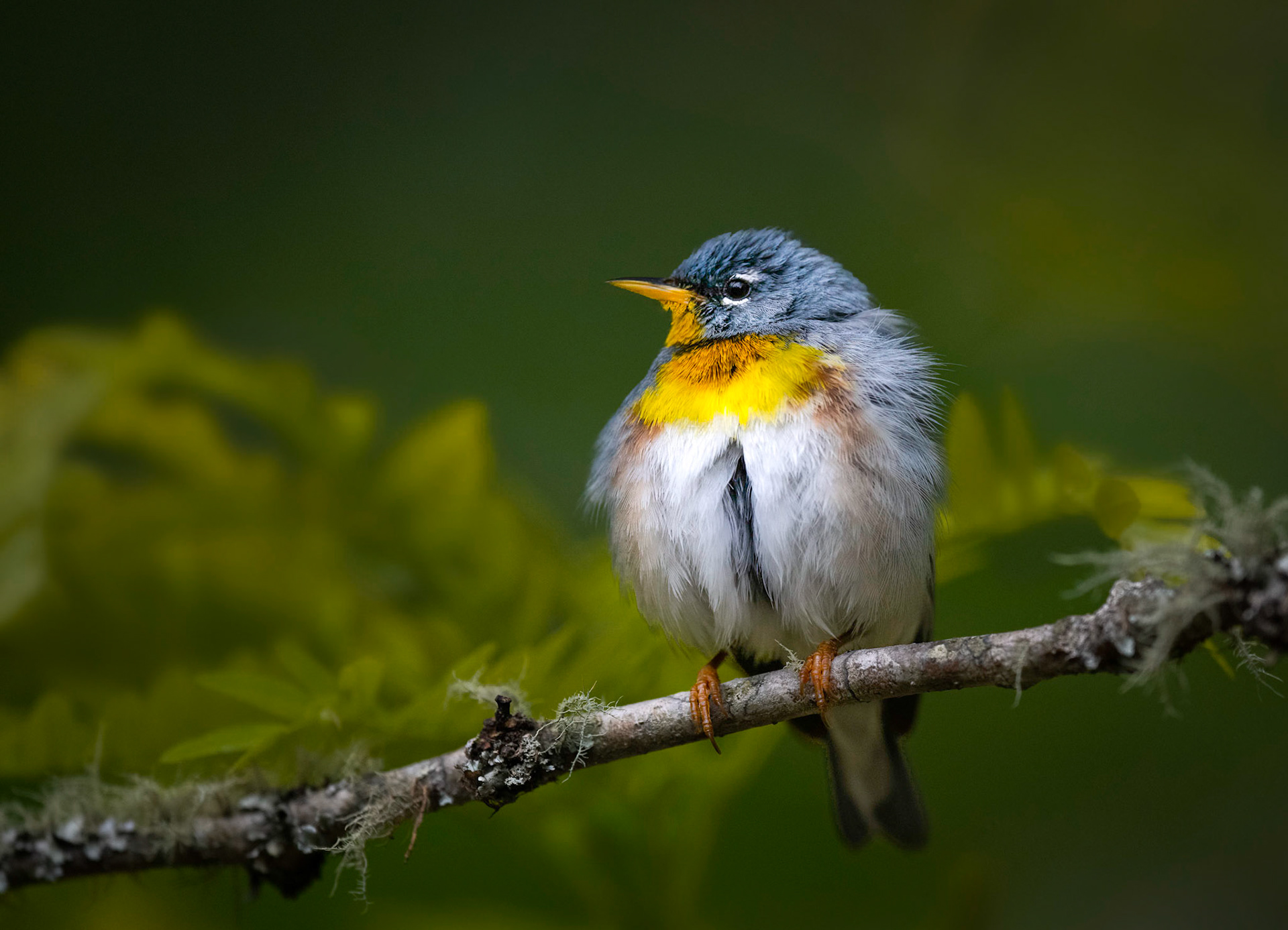 Northern Parula