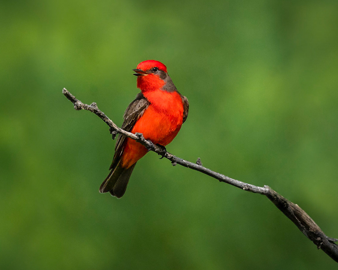 Vermillion Flycatcher