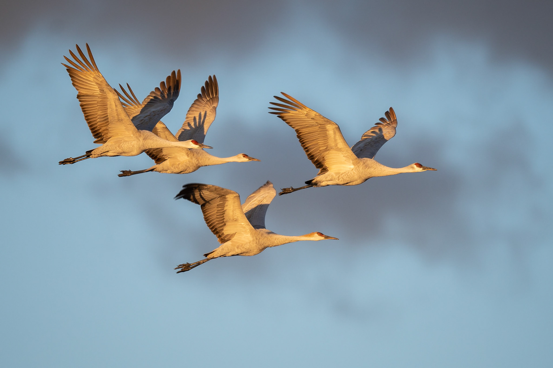 Sand Hill Cranes