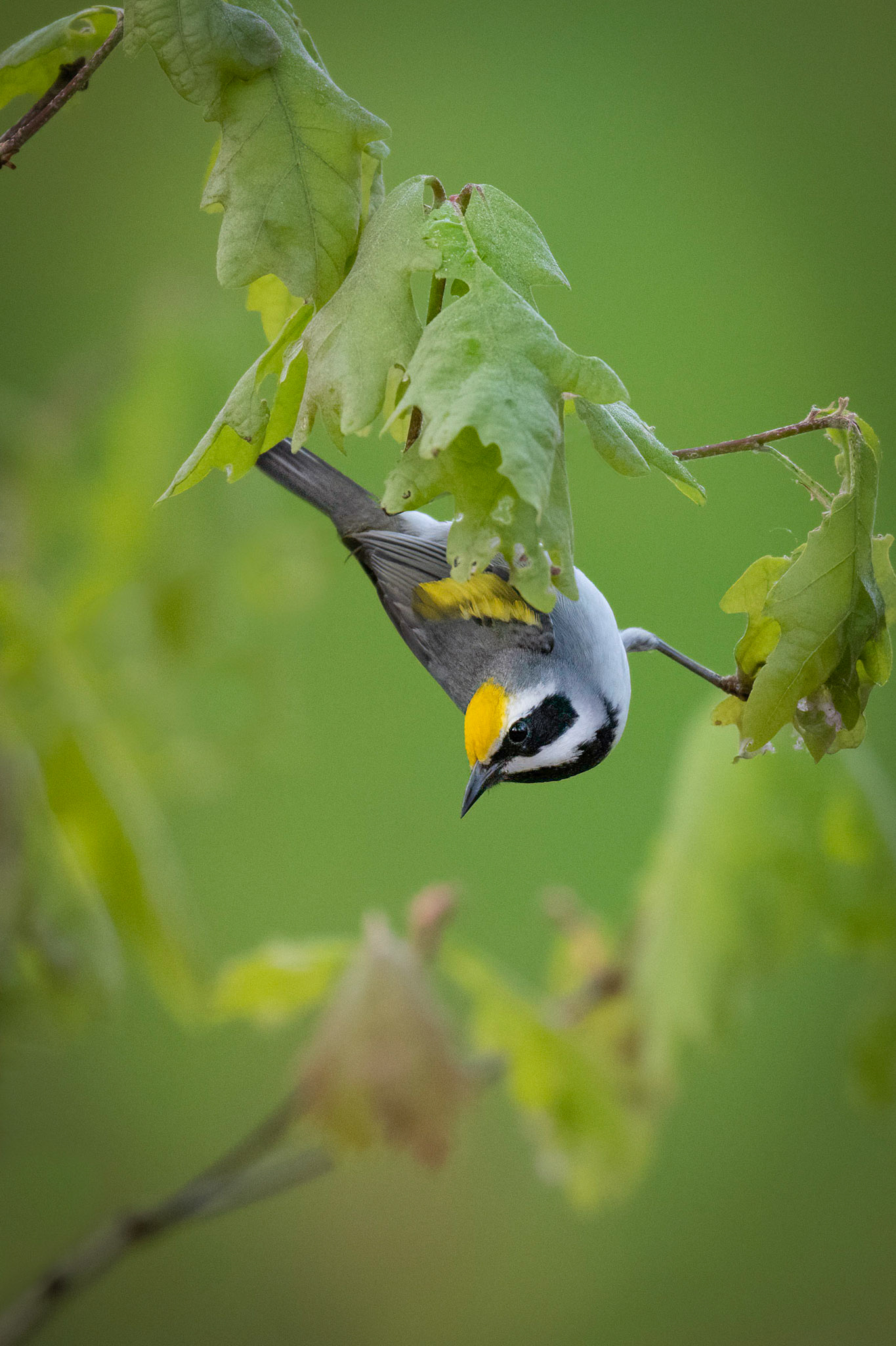 Golden-winged Warbler