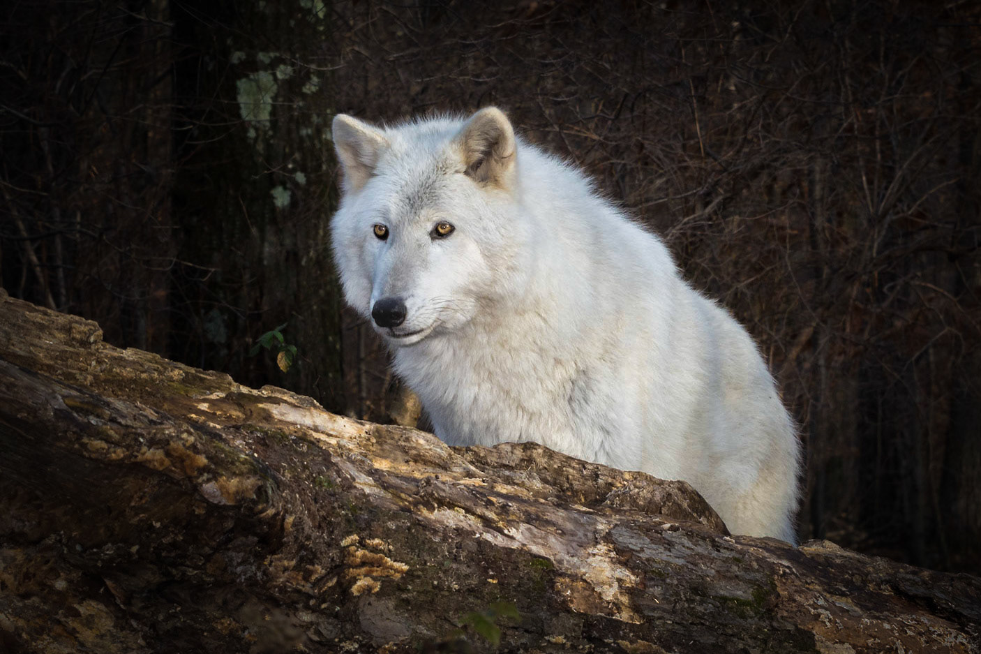 Arctic Wolf