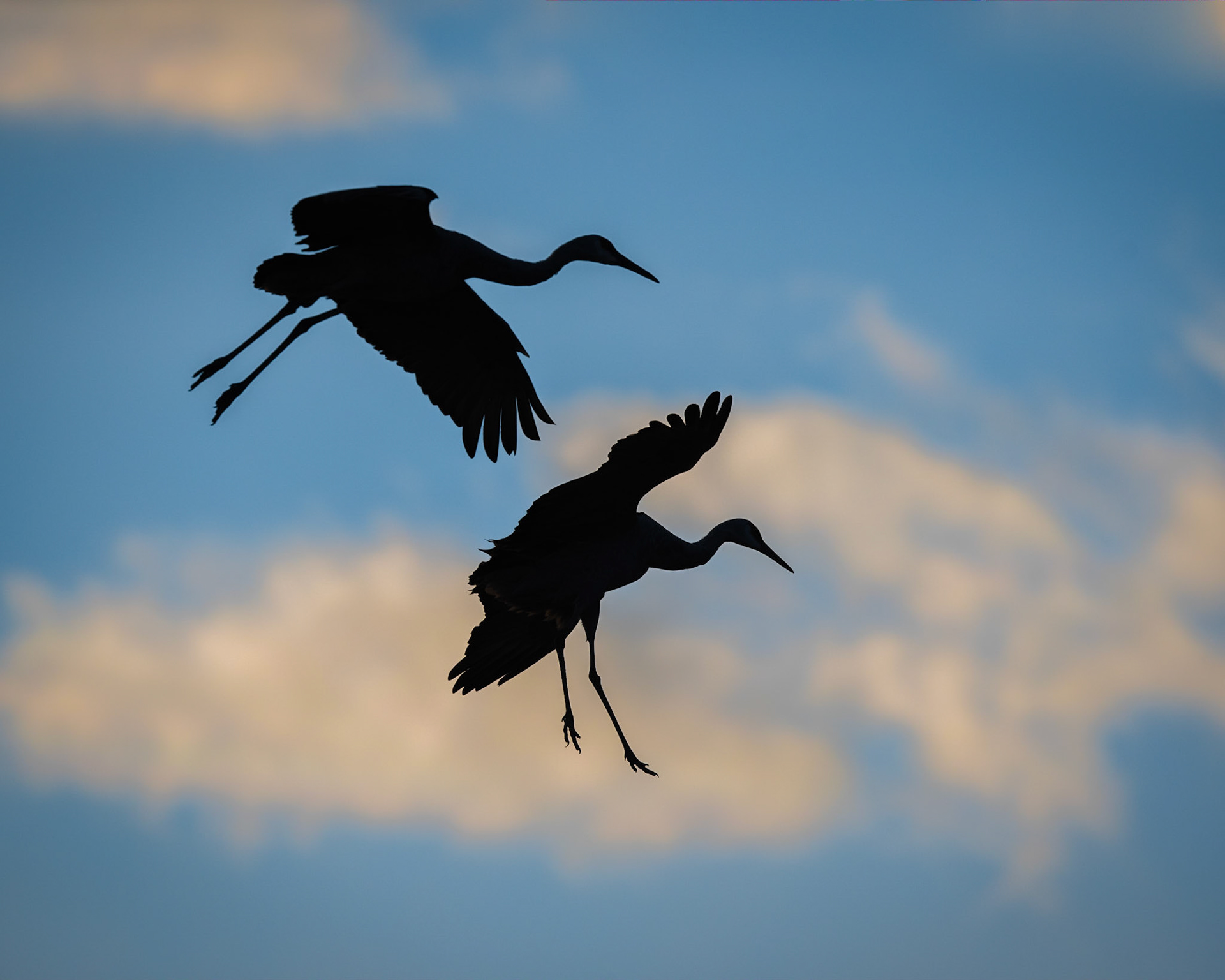 Sand Hill Cranes
