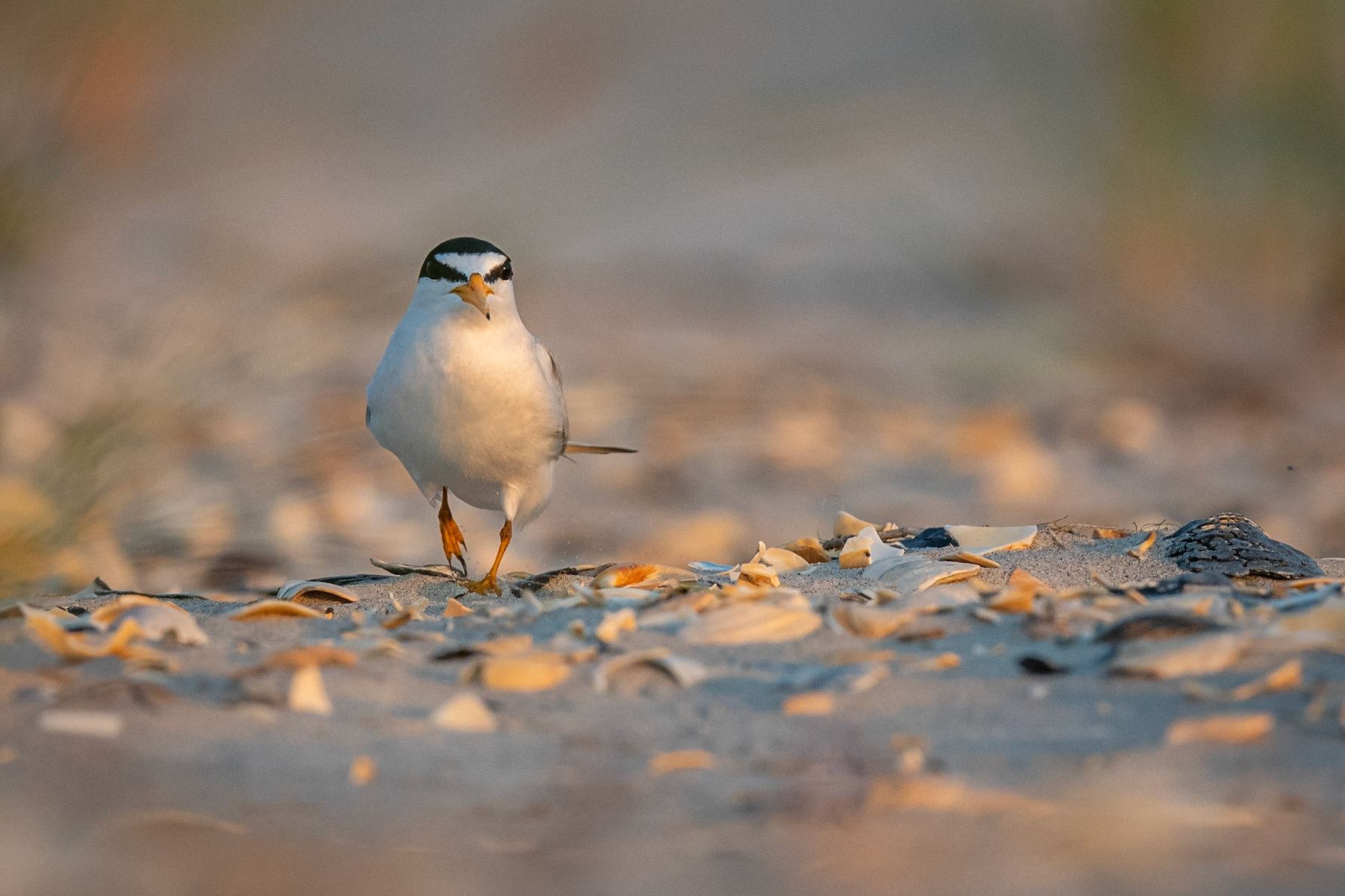 Least Tern