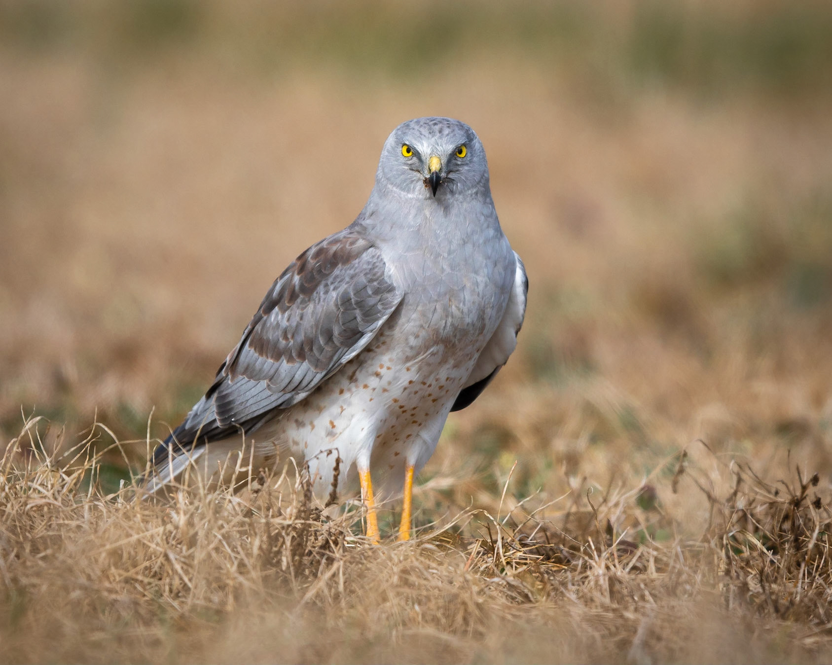 Northern Harrier - male