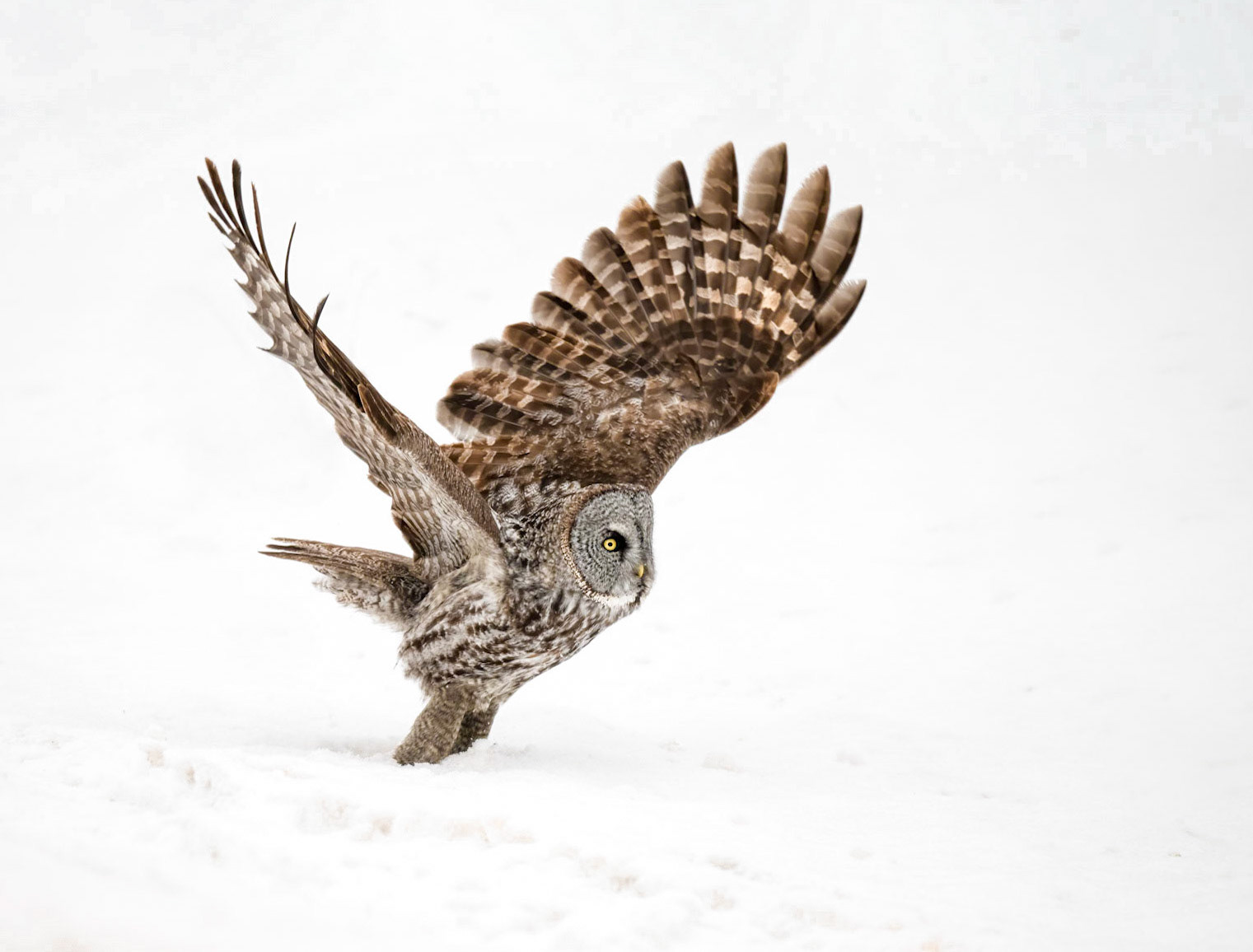 Great gray owl