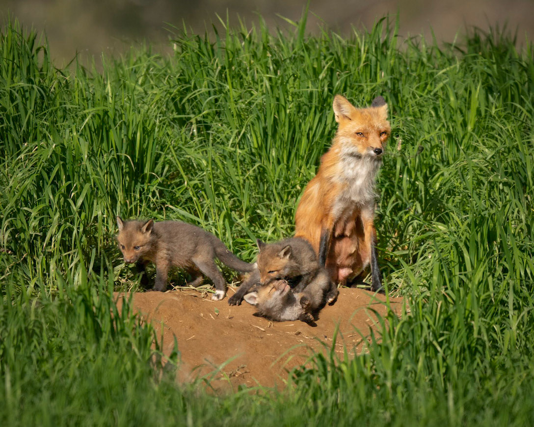 Vixen and kits