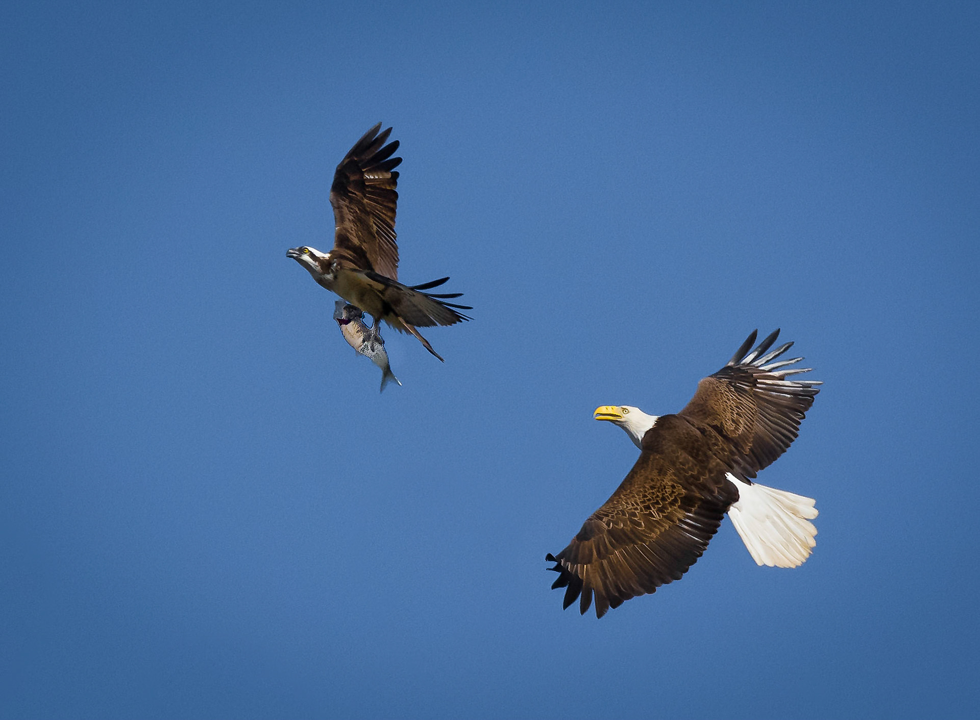 Osprey and Bald Eagle