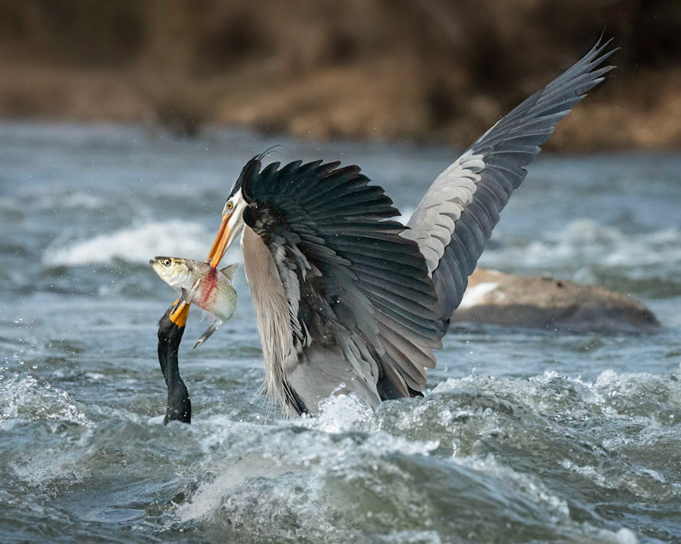 Blue Heron, Cormorant