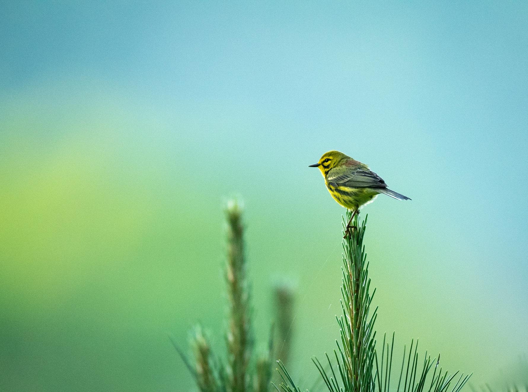 Prairie Warbler