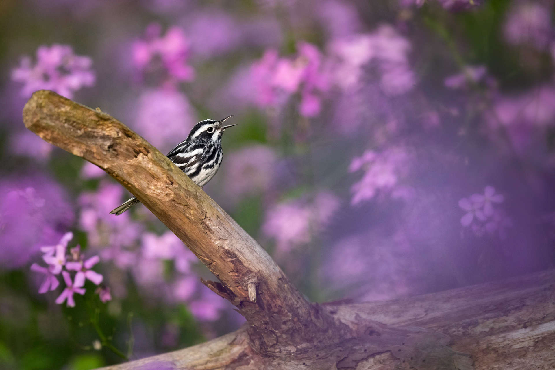 Black and White Warbler