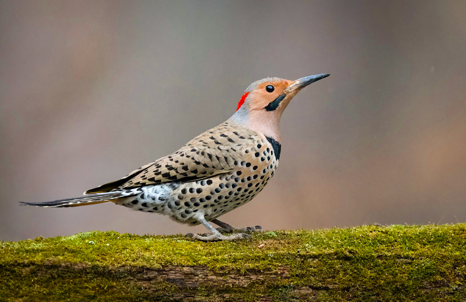 Northern flicker - male