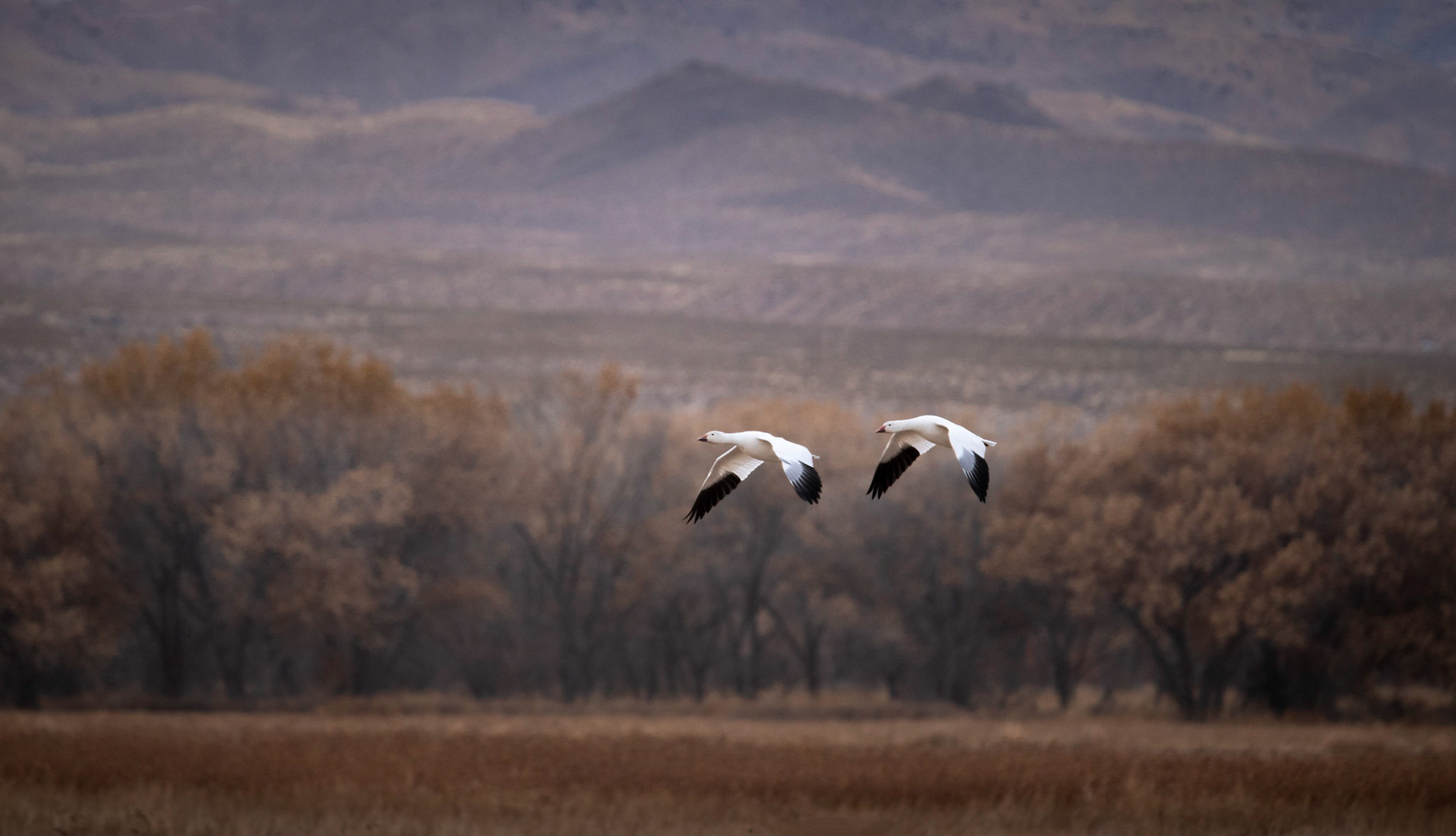 Snow Geese