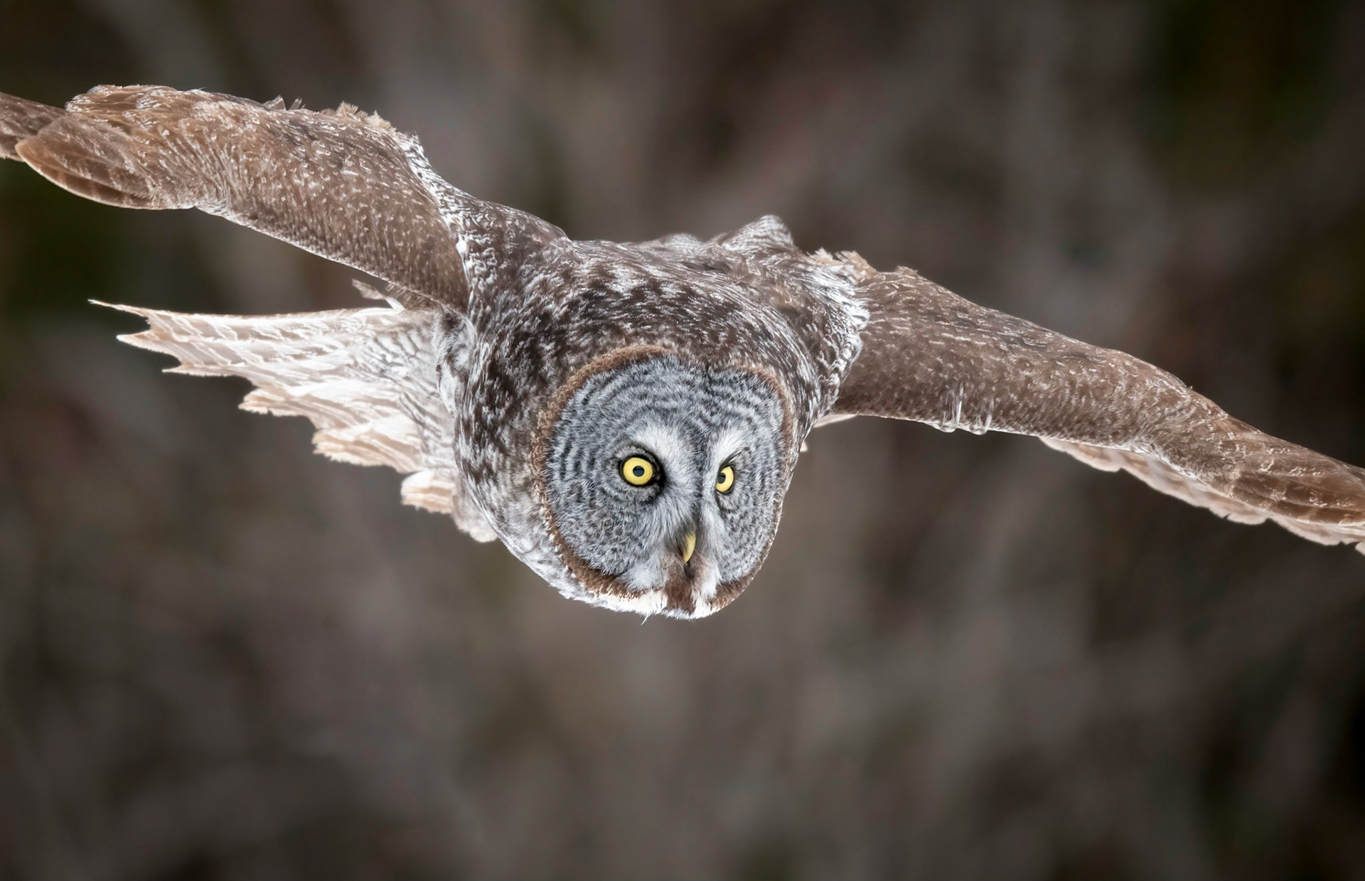 Great gray owl