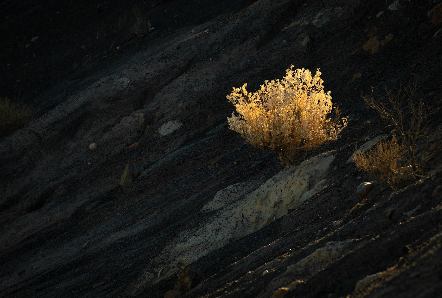 Mesquite bush