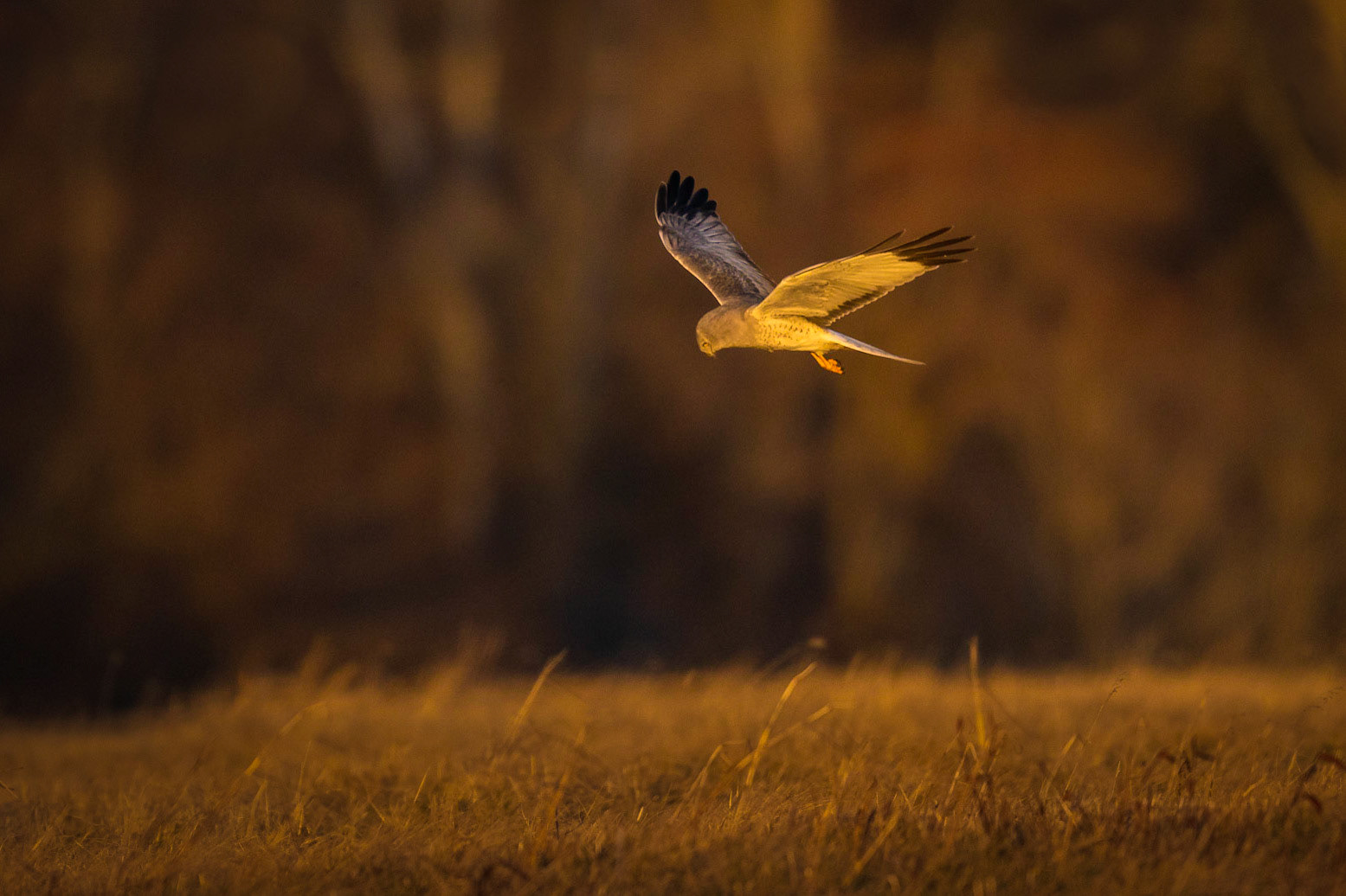 Northern Harrier - male
