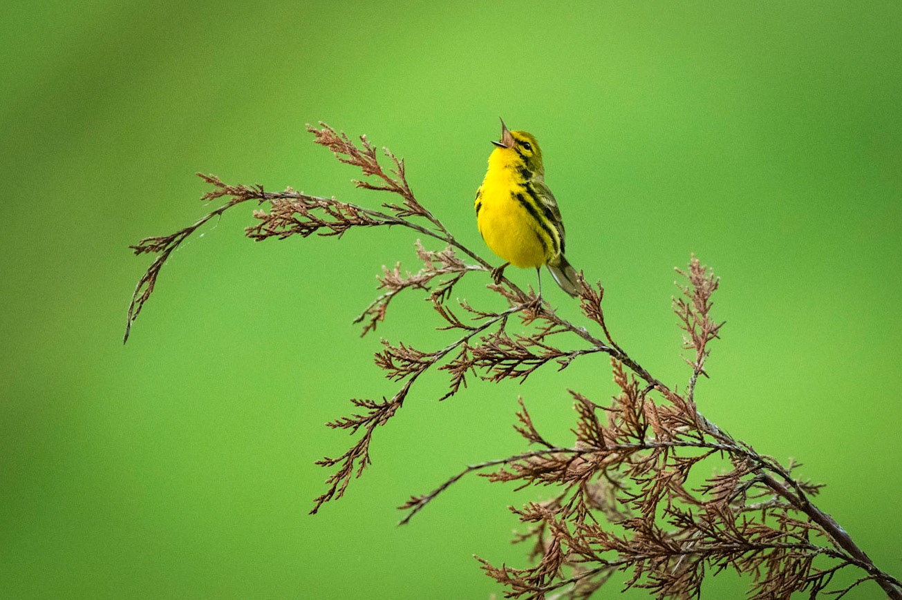 Prairie Warbler
