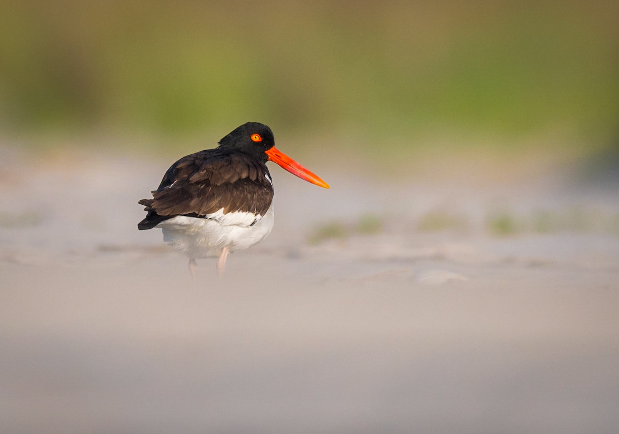 American Oystercatcher