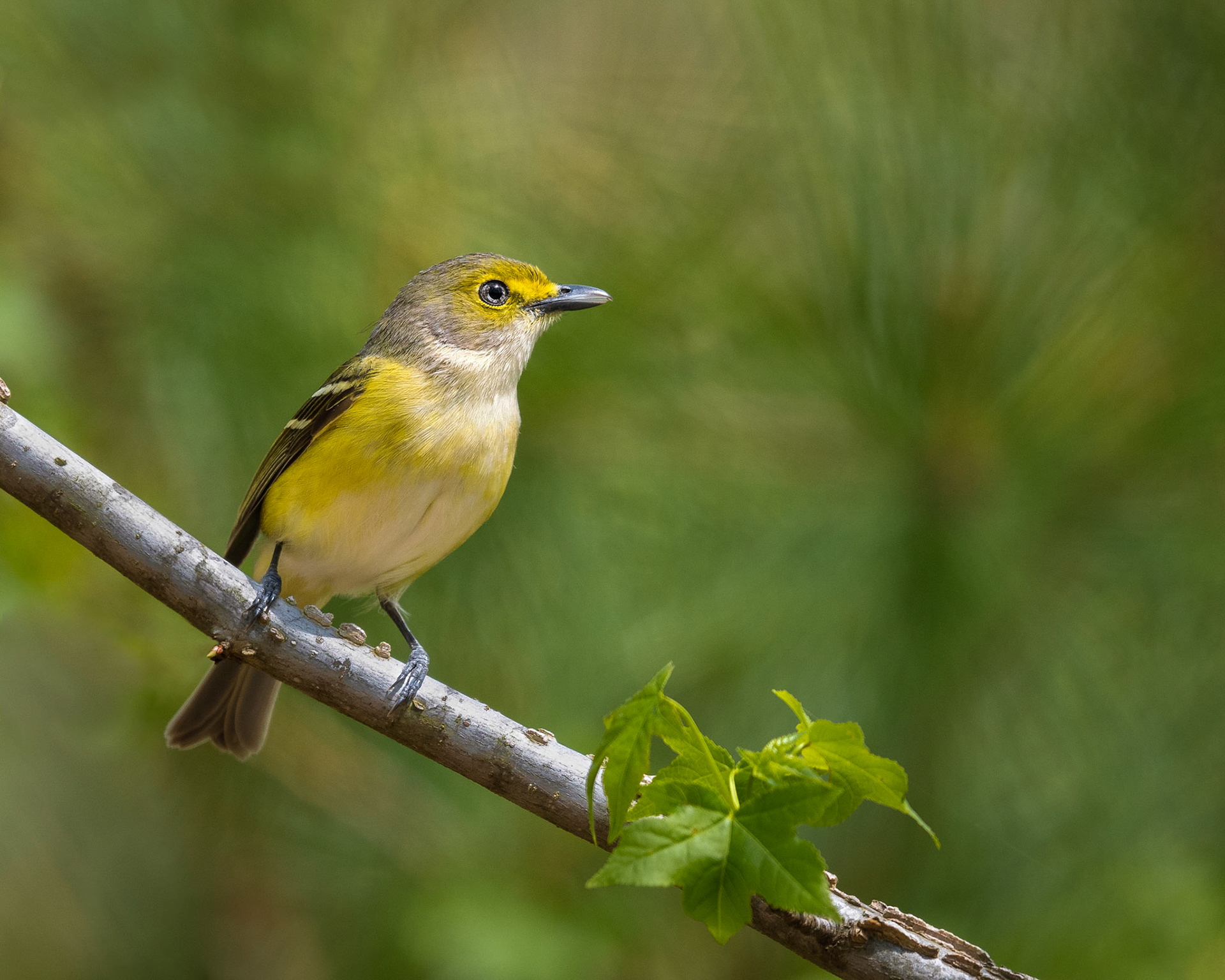 White -eyed Vireo