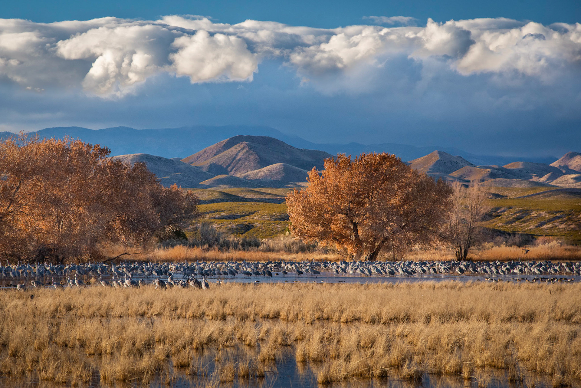 Bosque del Apache, New Mexico