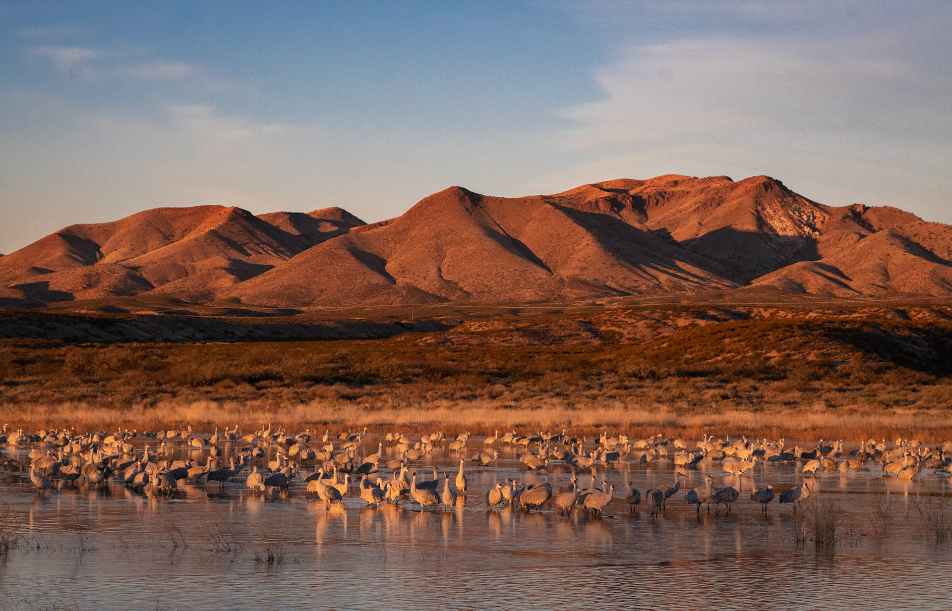 Sandhill Cranes