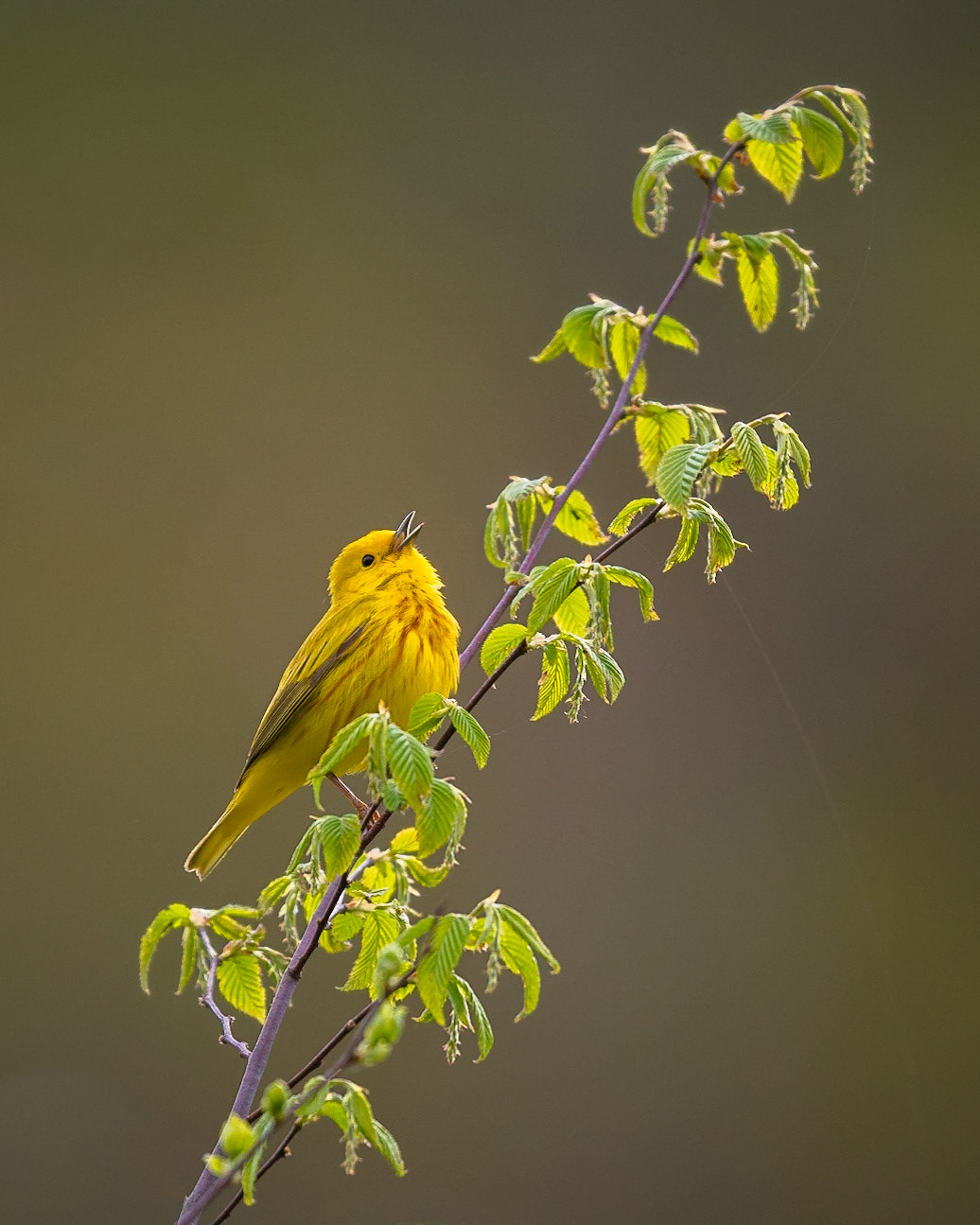 Yellow Warbler