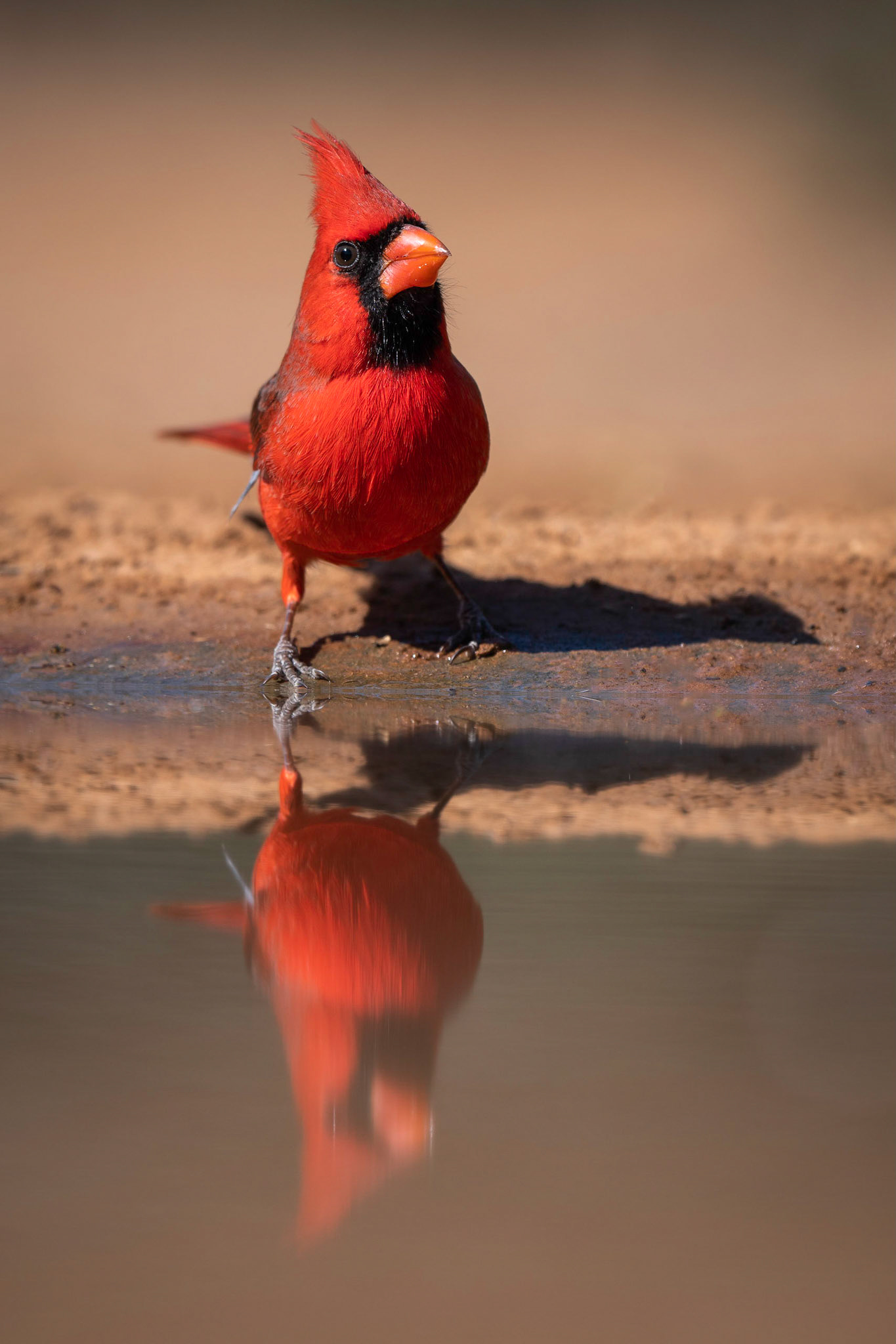 Northern Cardinal